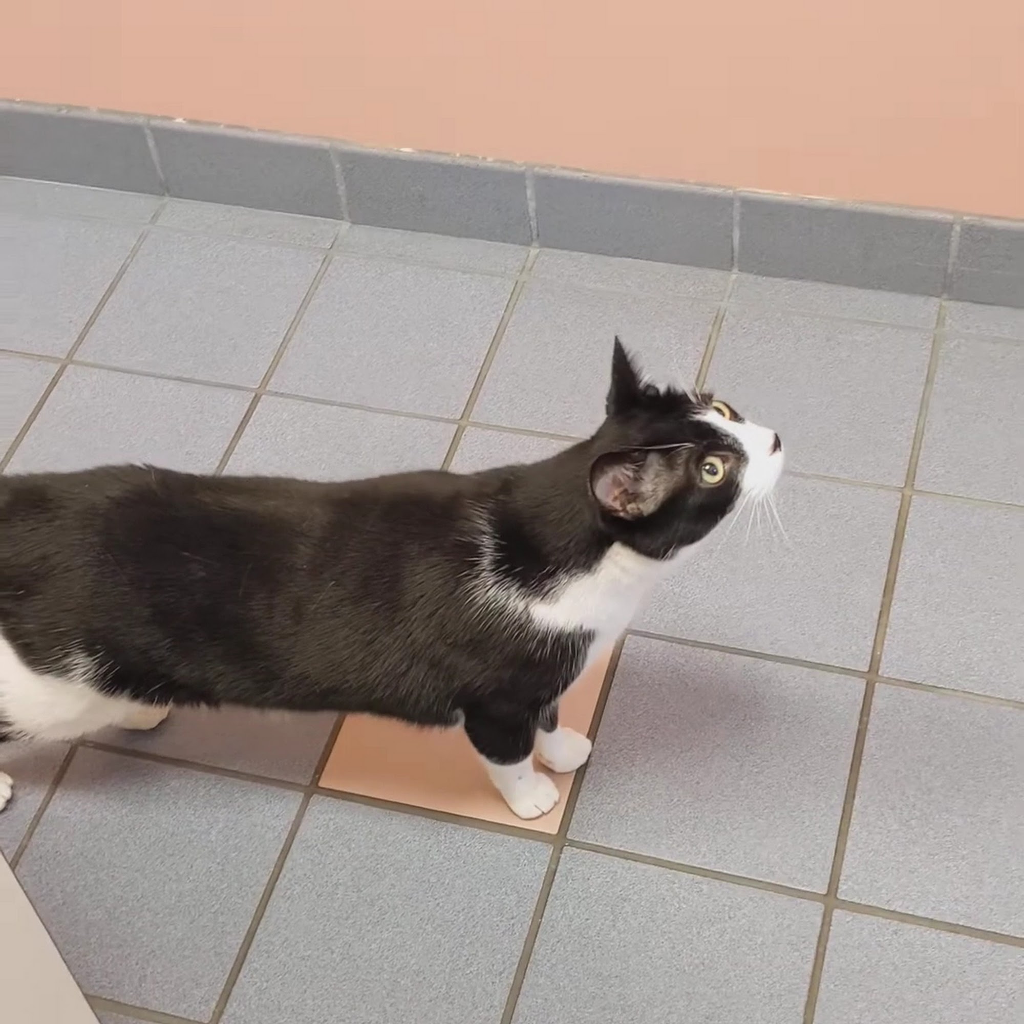 Kentwood Cat Clinic Kentwood