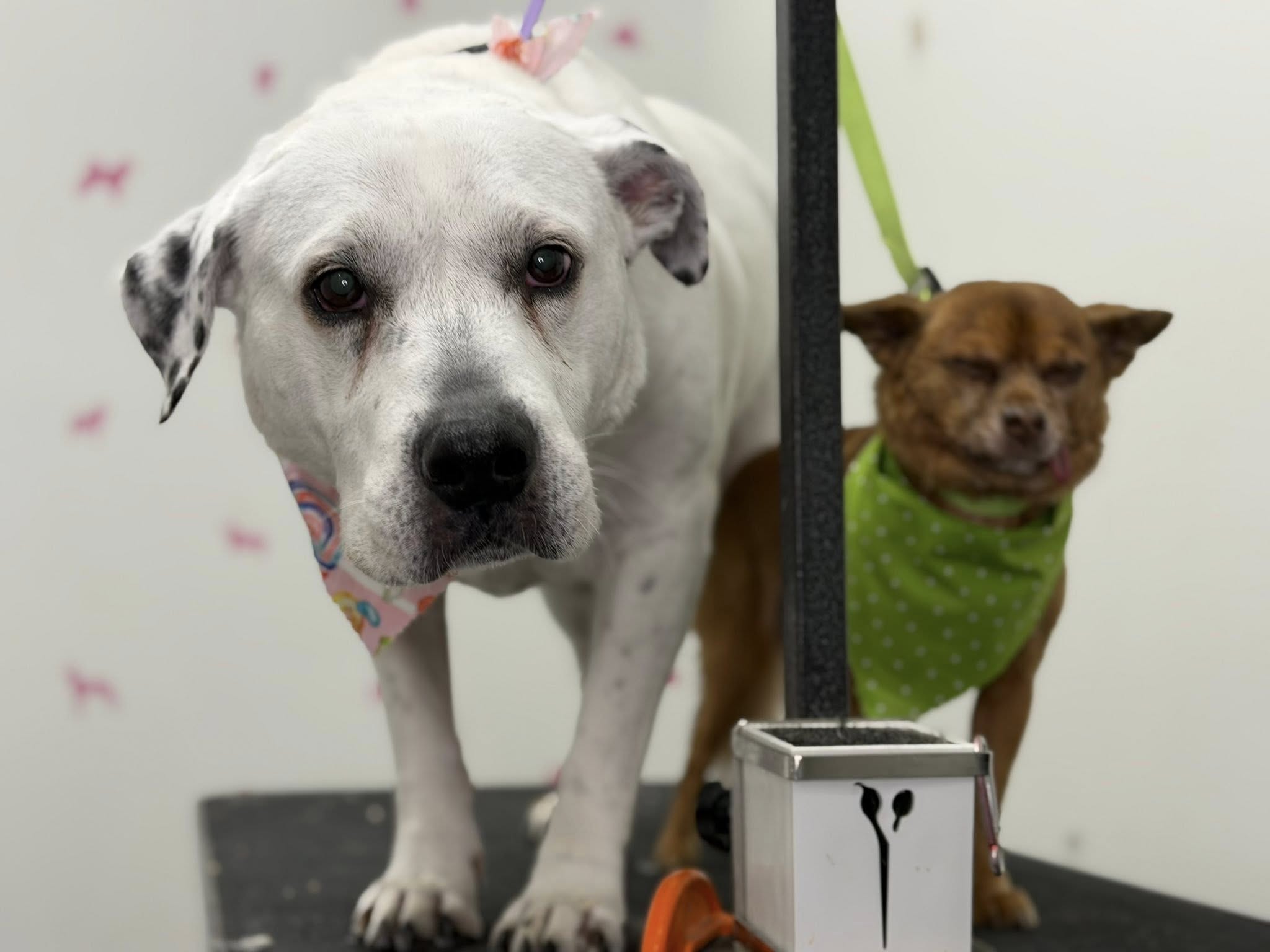 Handsome Hounds Grooming LLC Kentwood