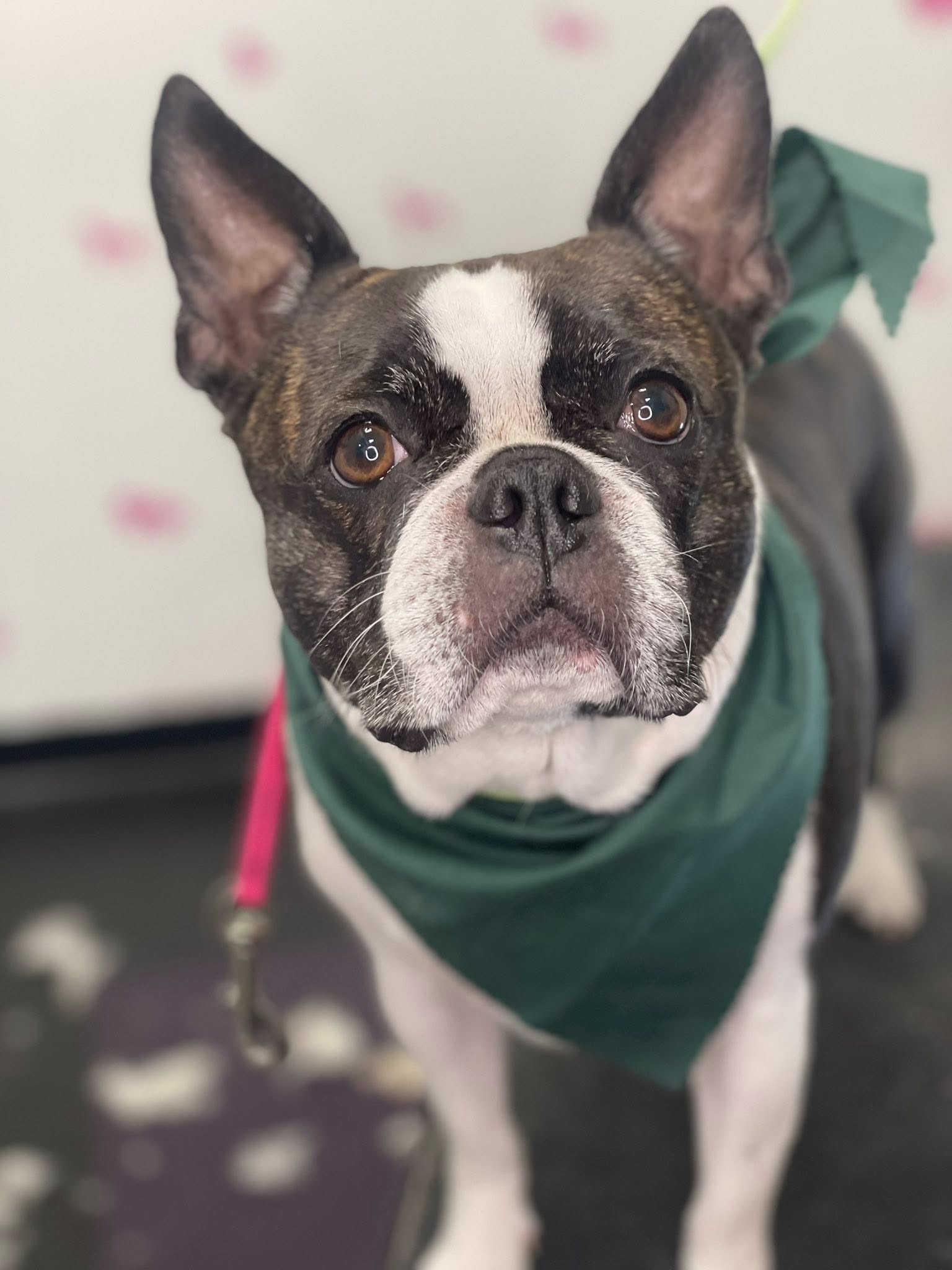 Handsome Hounds Grooming LLC Kentwood