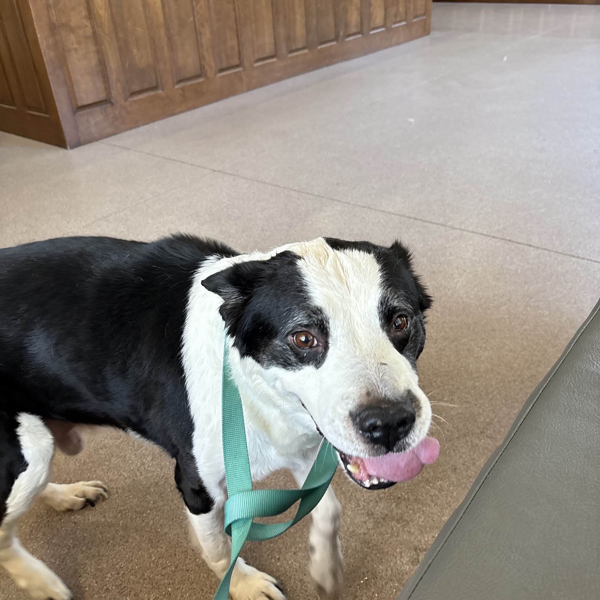 Wadhams Road Animal Clinic Kimball