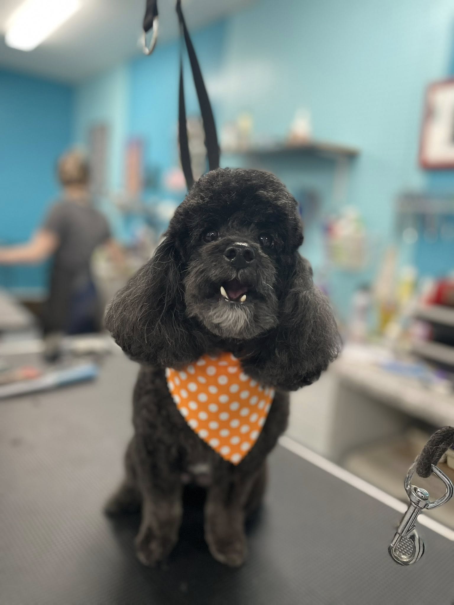 Gone To the Dogs Grooming Kimball