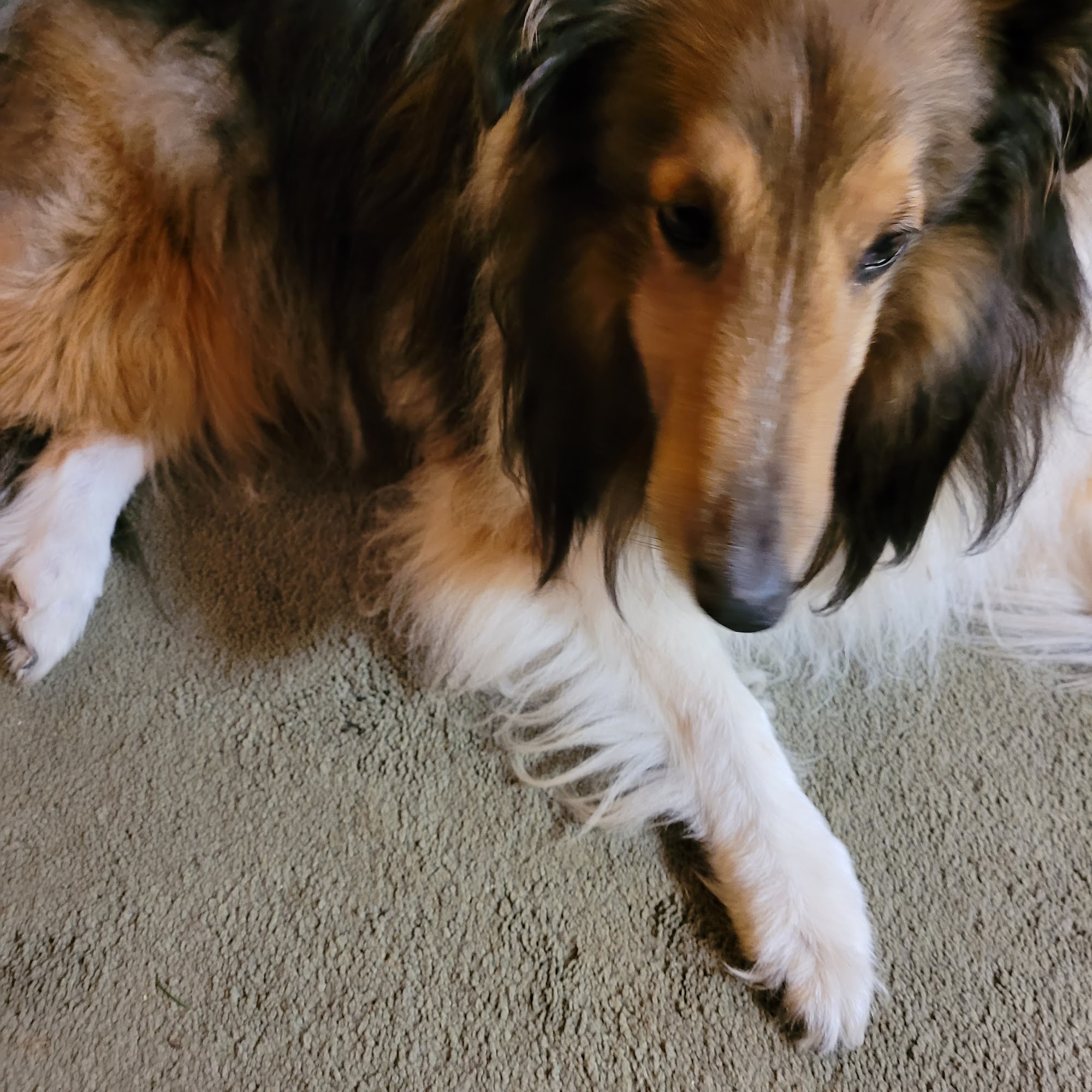 Brookside Veterinary Hospital Kingsley