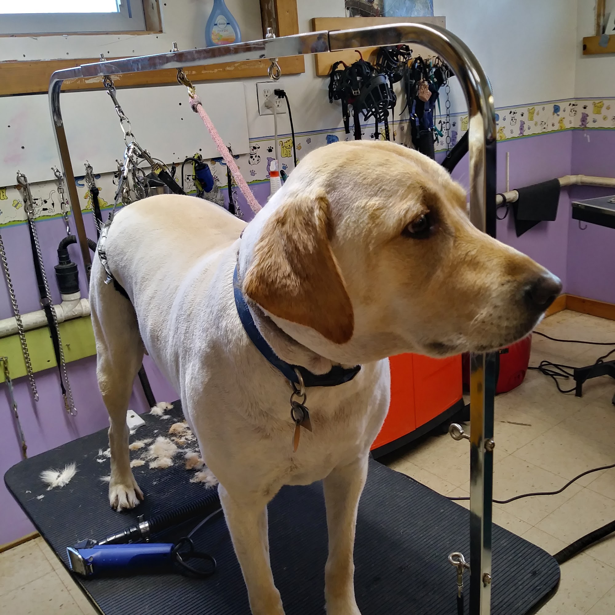 Pet Parlor 3231 M-80, Kinross Township Michigan 49752