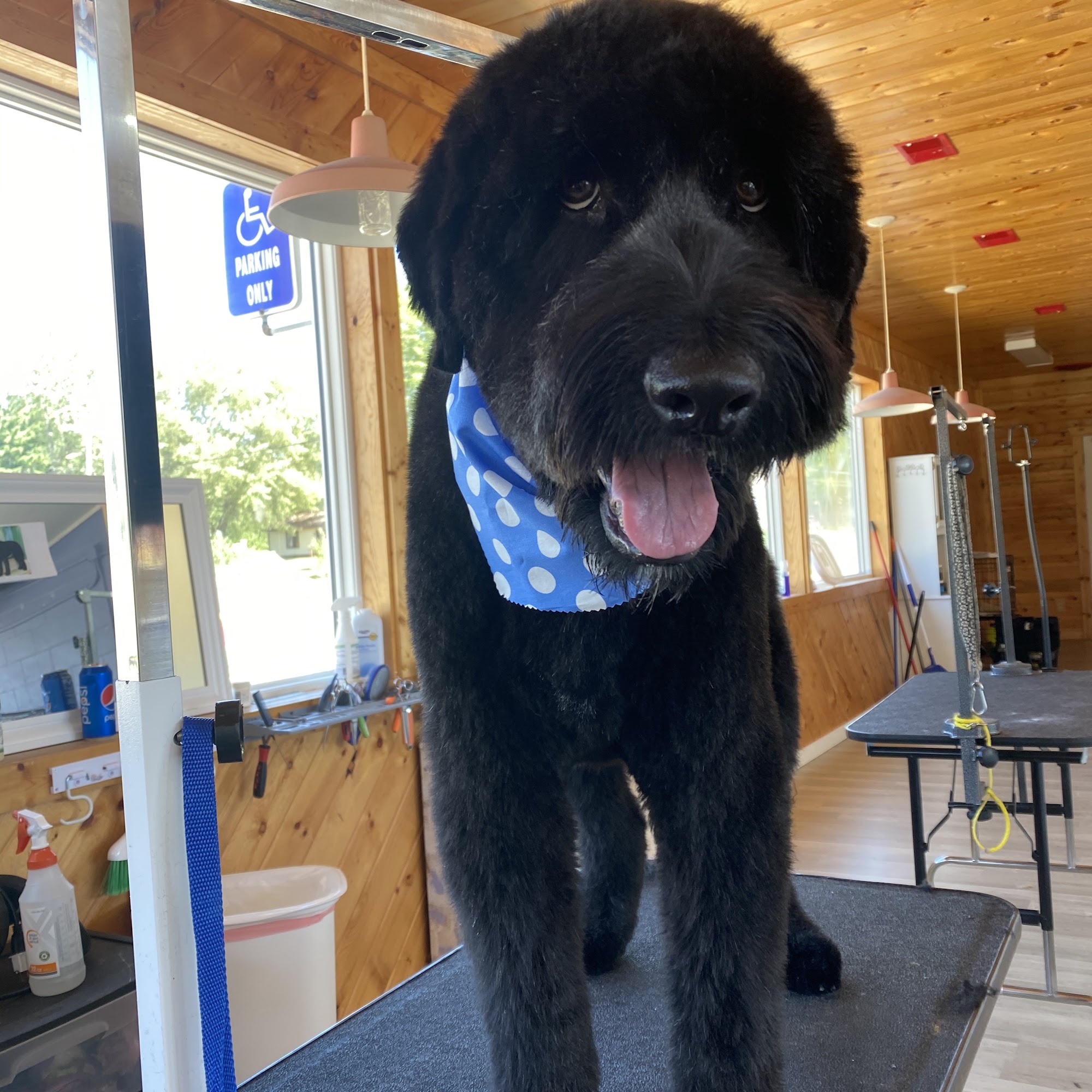 Danielles K9 Designs Lake City