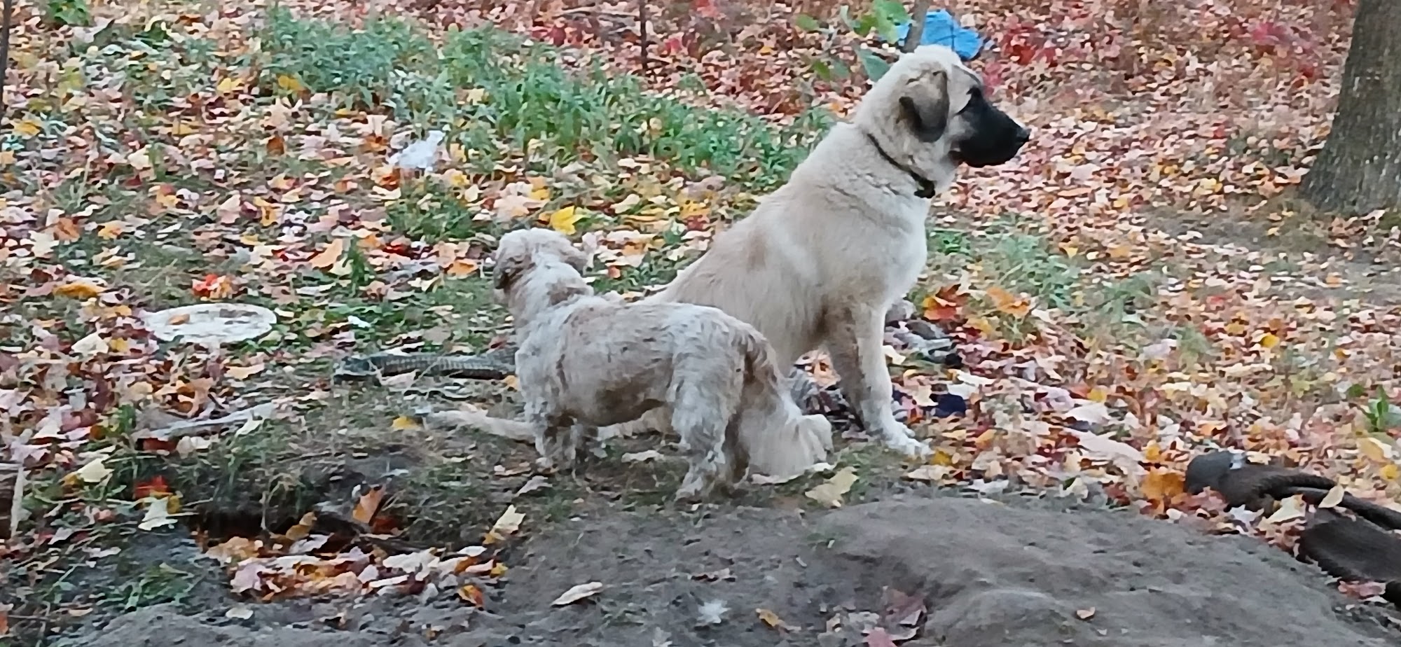 Danielles K9 Designs Lake City