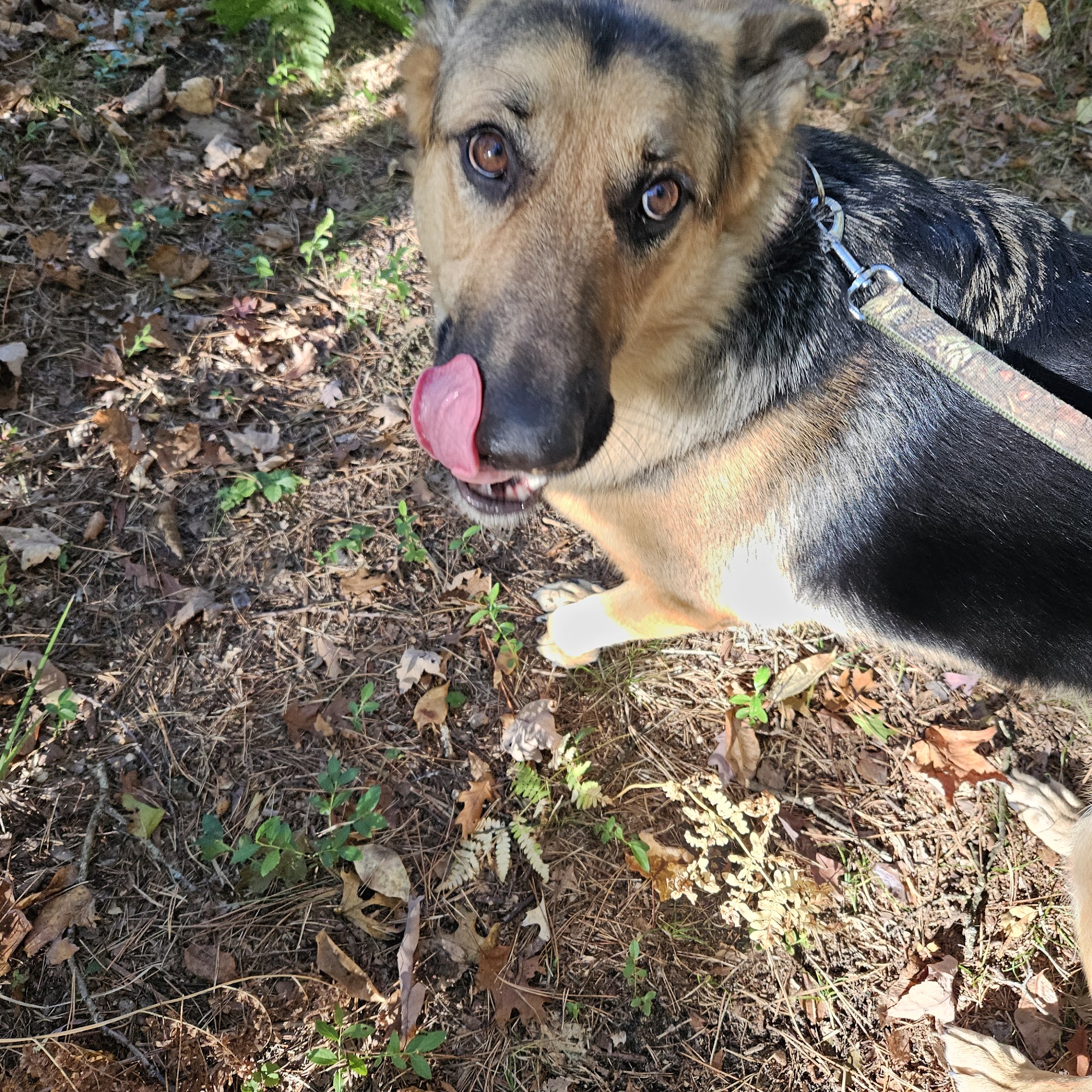 Shear Paw Fection Grooming And Boarding Lake City