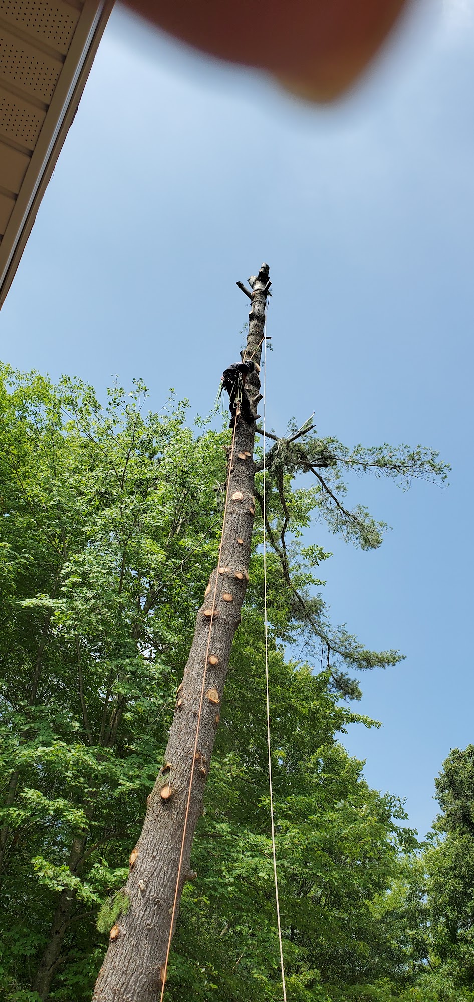 Highline Tree Service