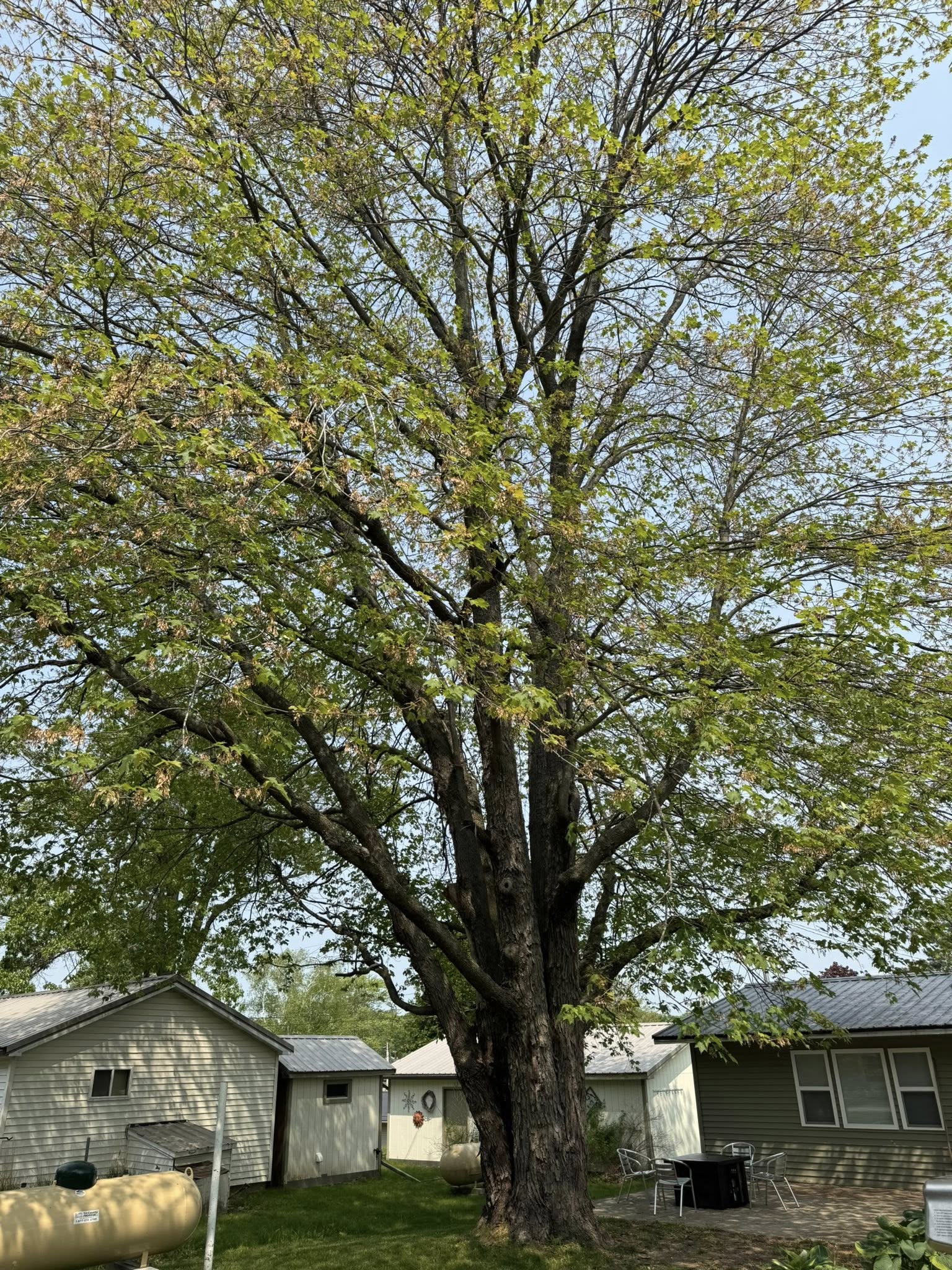 Highline Tree Service