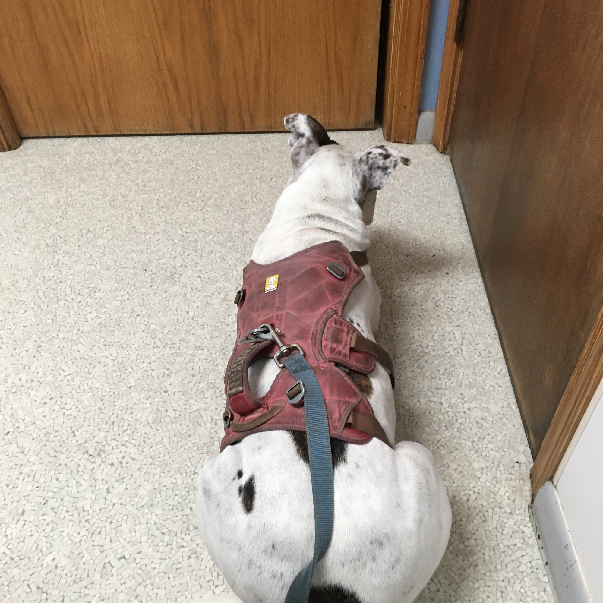 Zeeb Animal Hospital Lansing