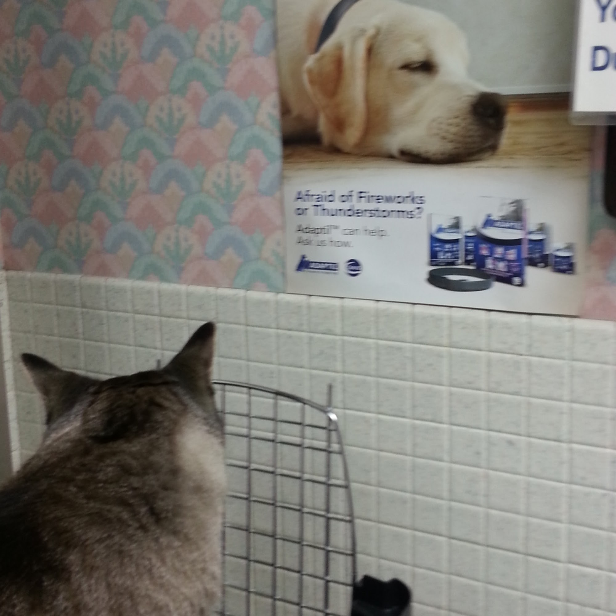 Waverly Animal Hospital Boarding Grooming & Wellness Center Lansing