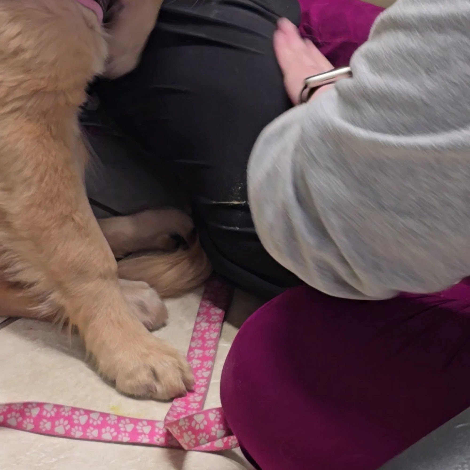 Pennsylvania Veterinary Care Lansing