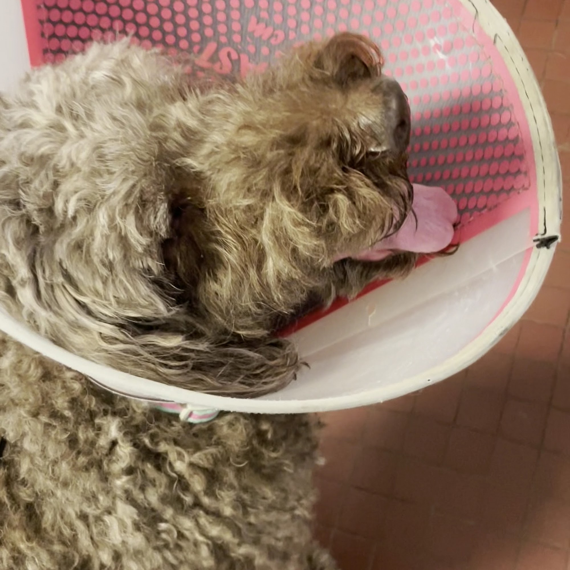 Miller Animal Clinic Lansing