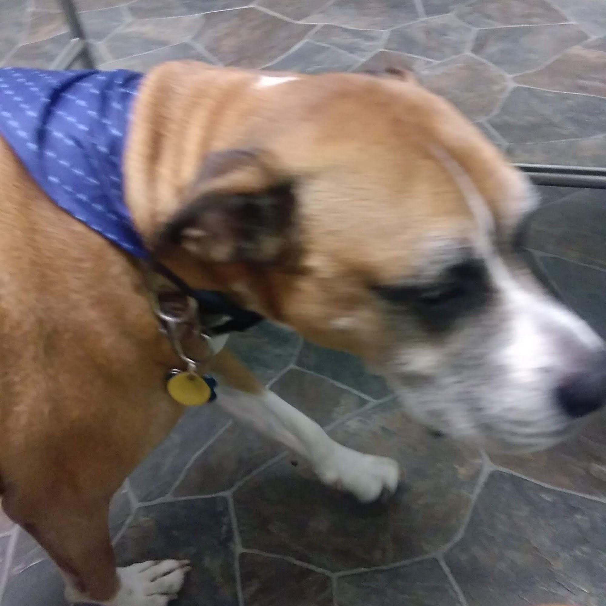 Southside Animal Hospital Lansing