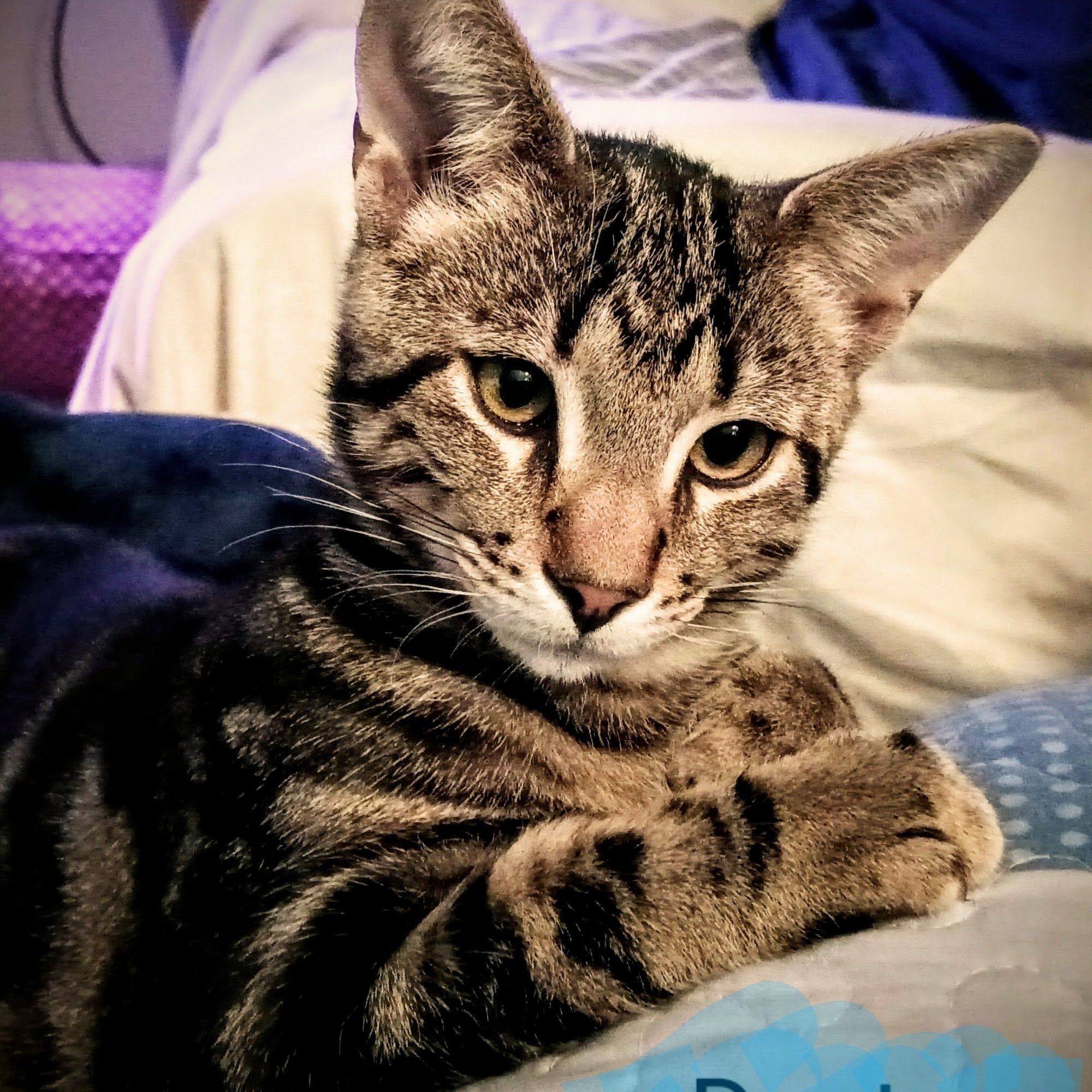 Capital Area Humane Society Spay & Neuter Clinic Lansing