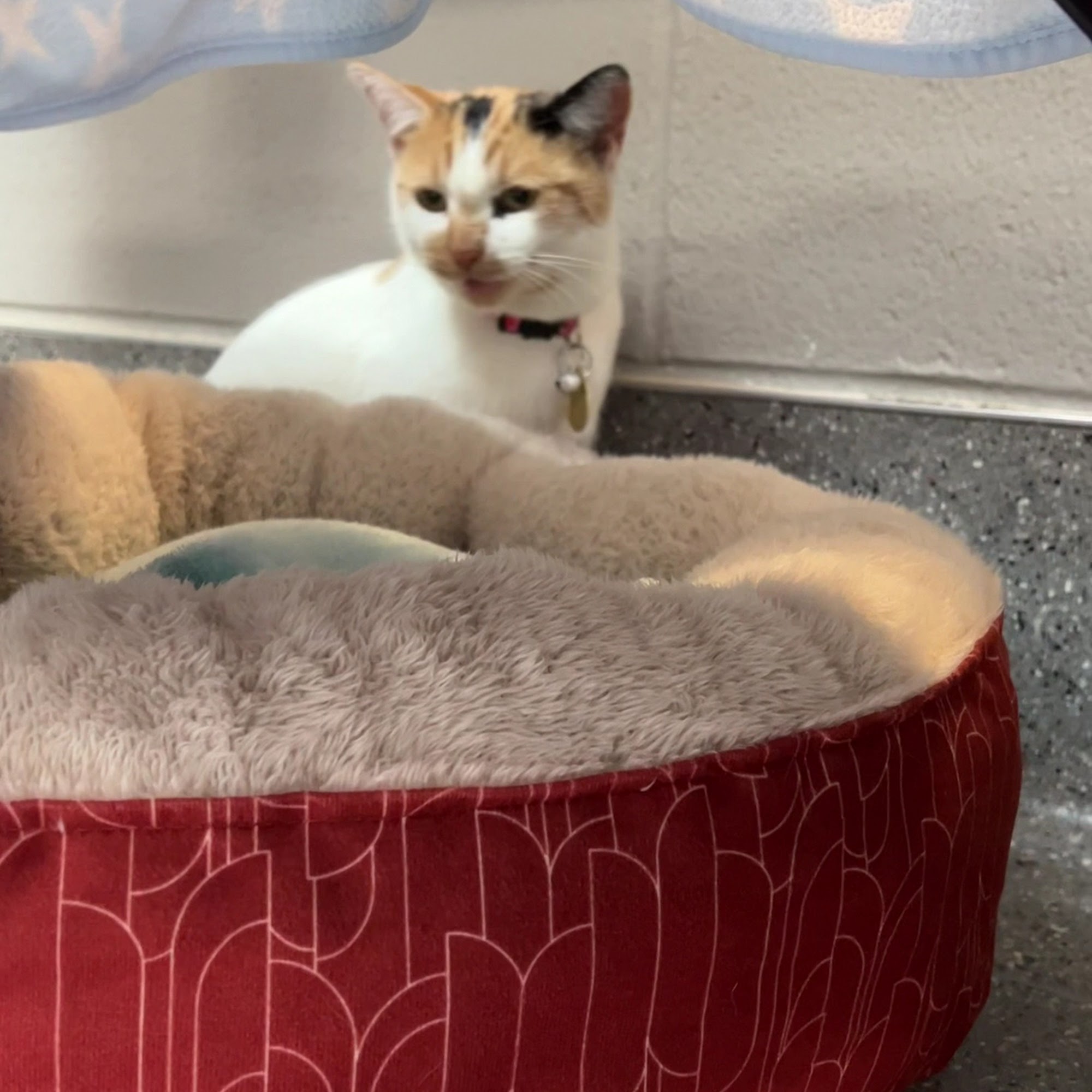 Capital Area Humane Society Lansing