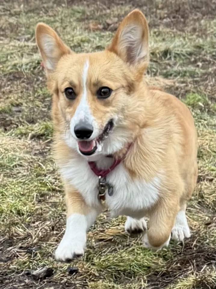 Wag 'N Tails Pet Resort Lansing