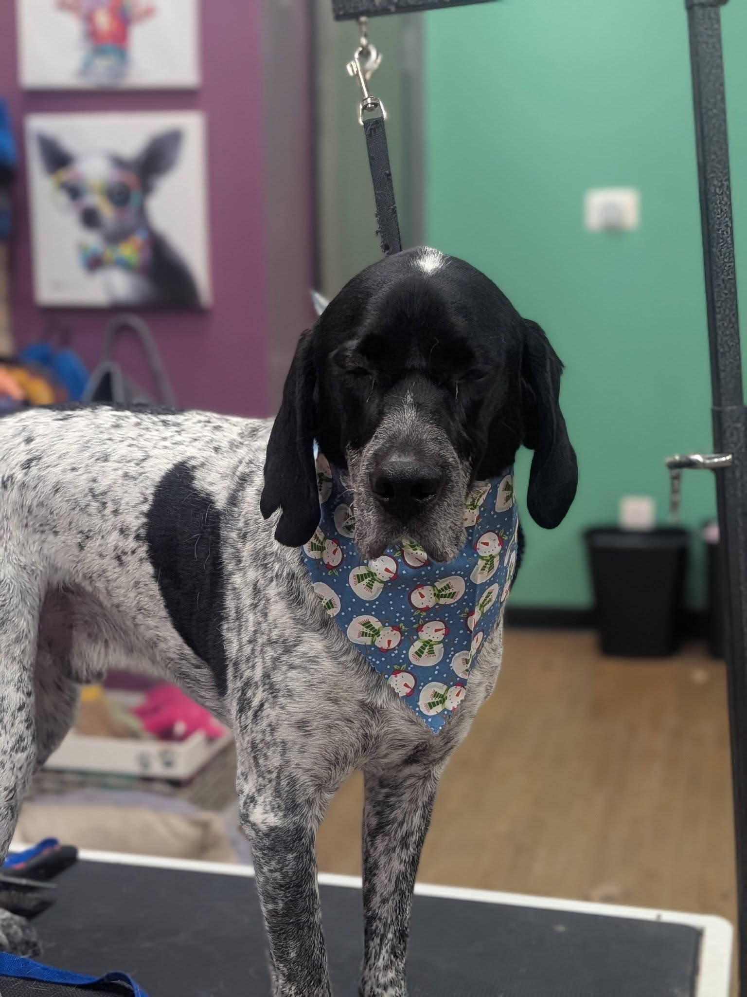 Old Town Tails LLC Lansing