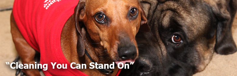 B&L Janitorial Carpet Cleaning