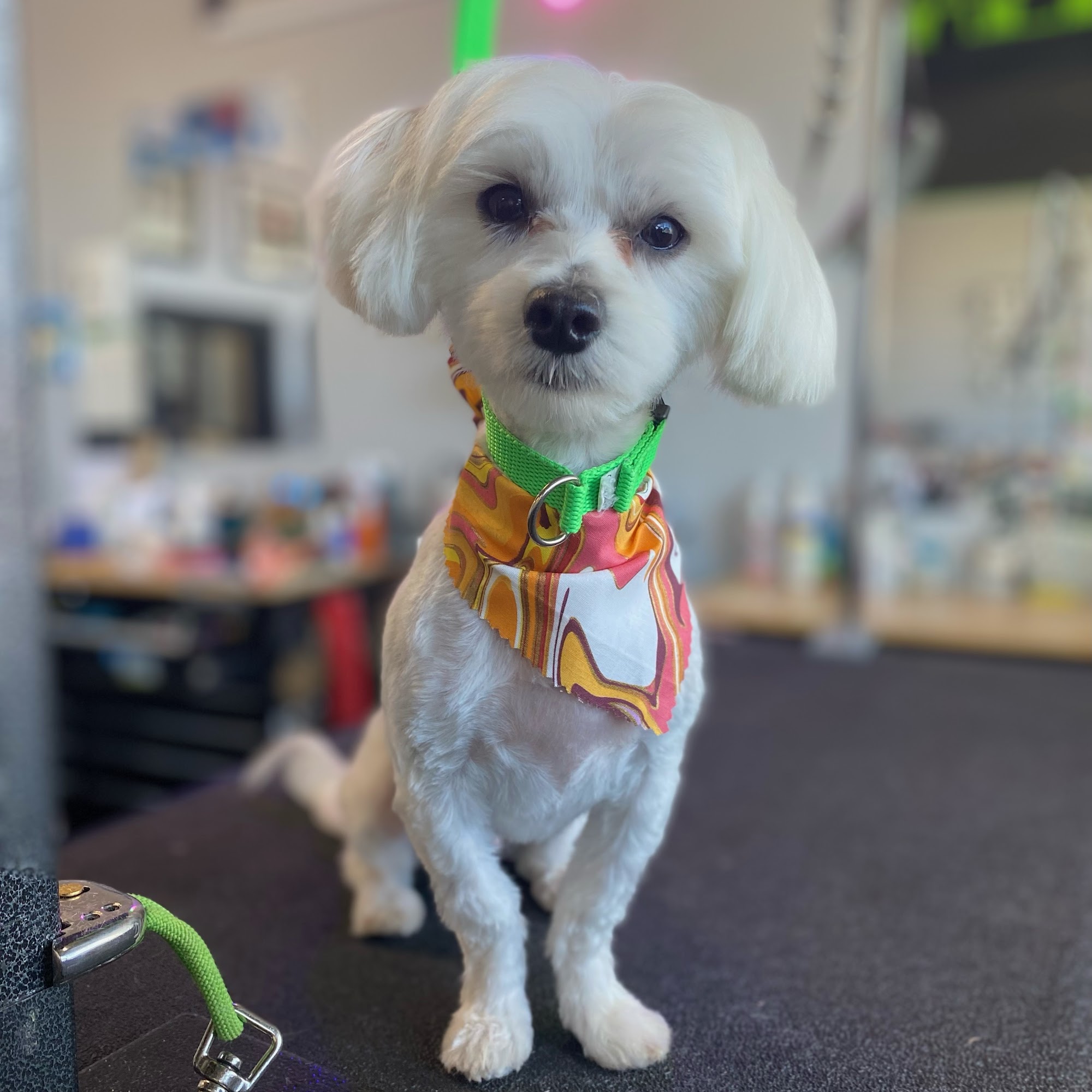 Tooth & Nail Grooming Salon Lansing