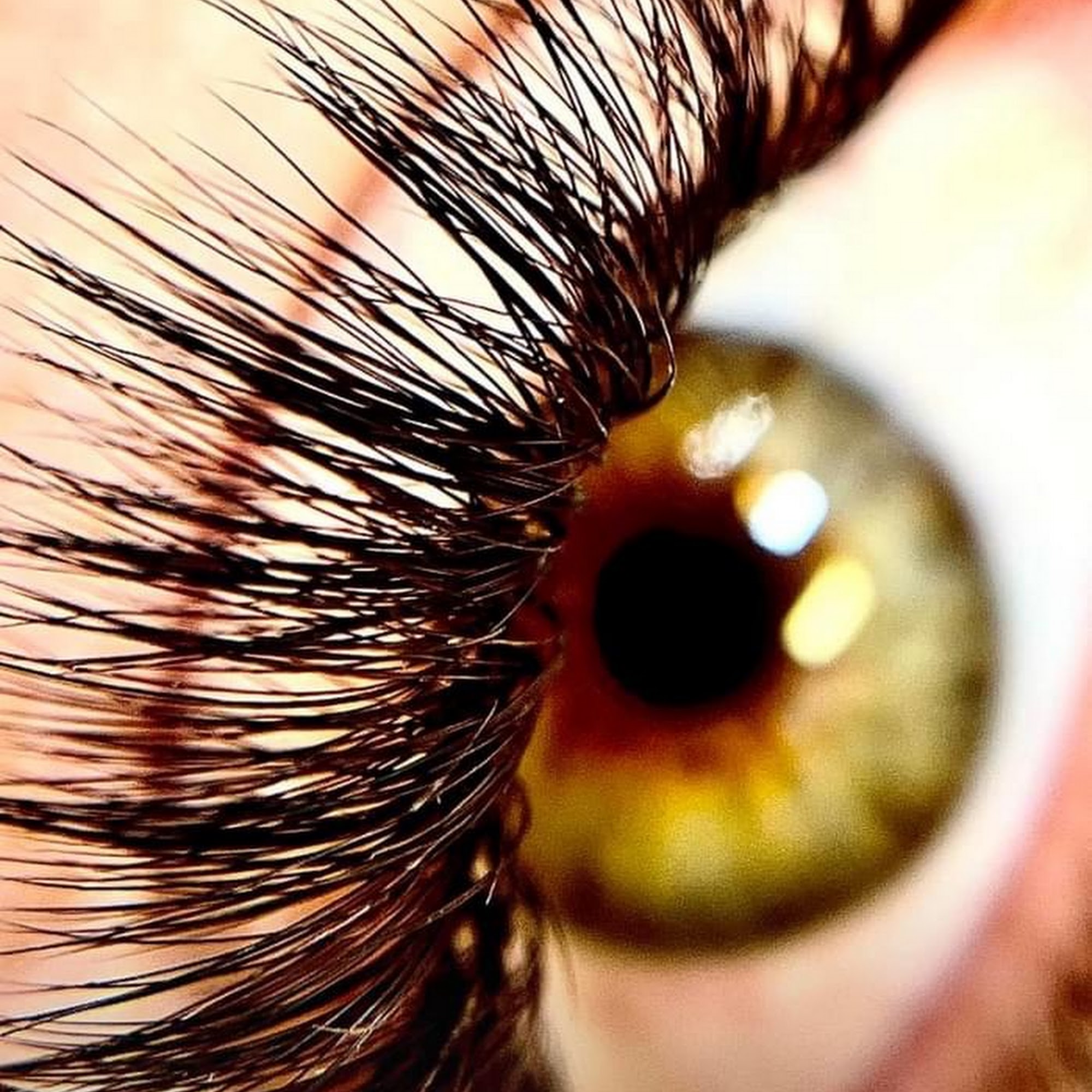 Flawless Lash and Brows