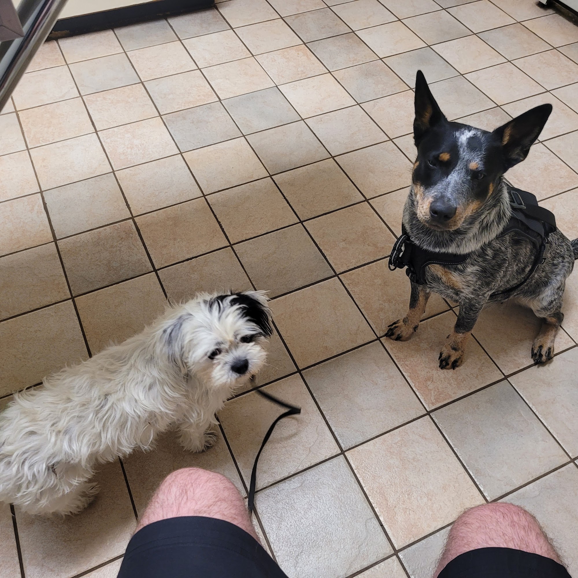 Koprowski Veterinary Clinic Lapeer