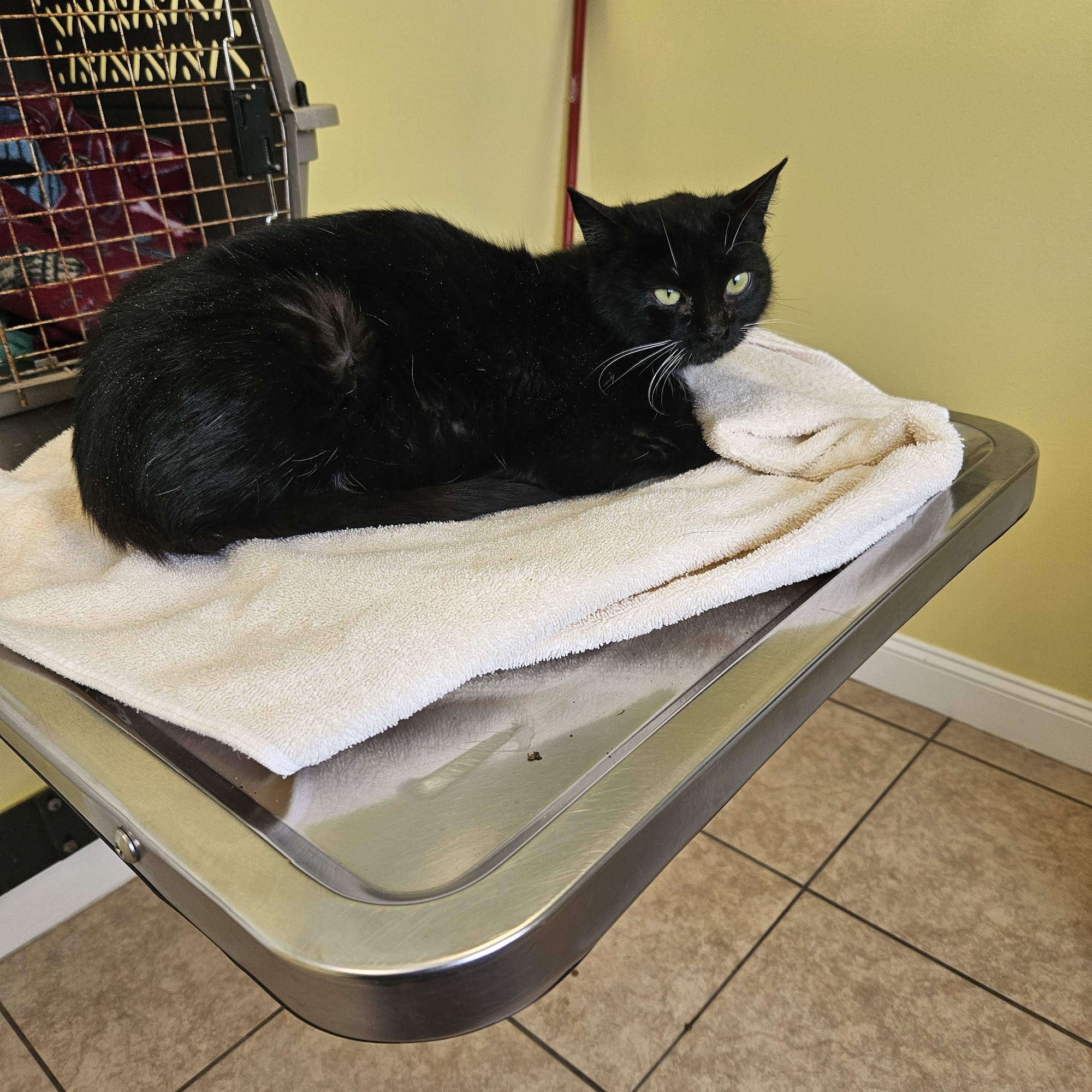 Daley Road Animal Care Lapeer