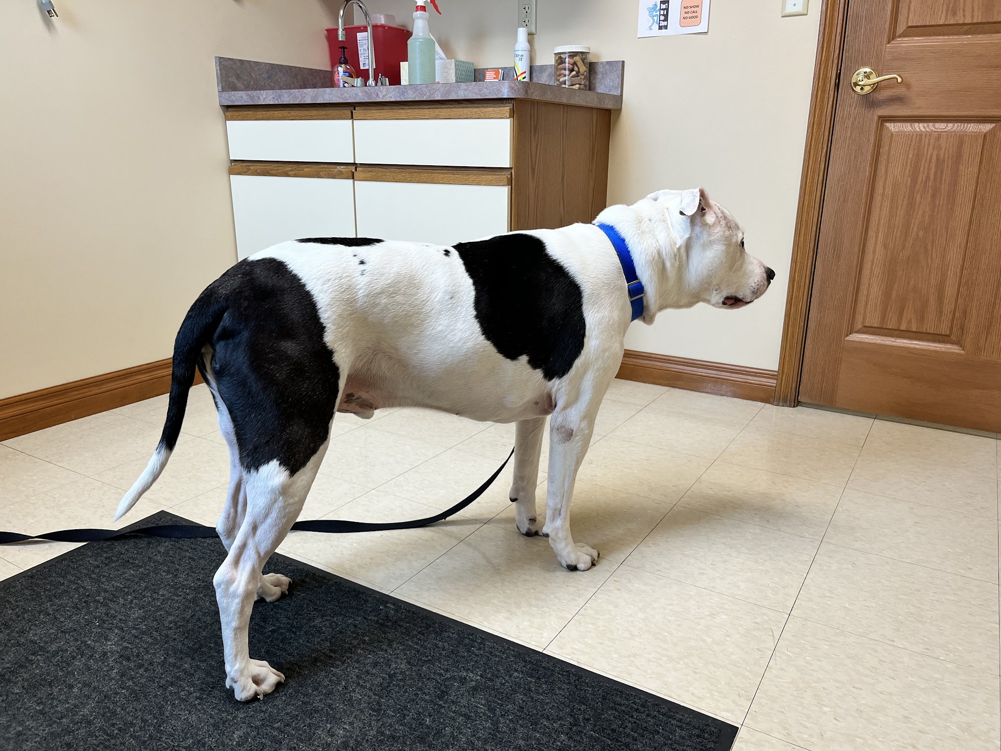 Animal Medical Center of Lapeer Lapeer