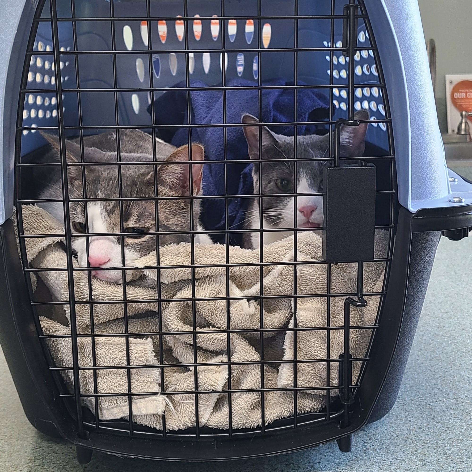 Arborview Veterinary Clinic Lapeer