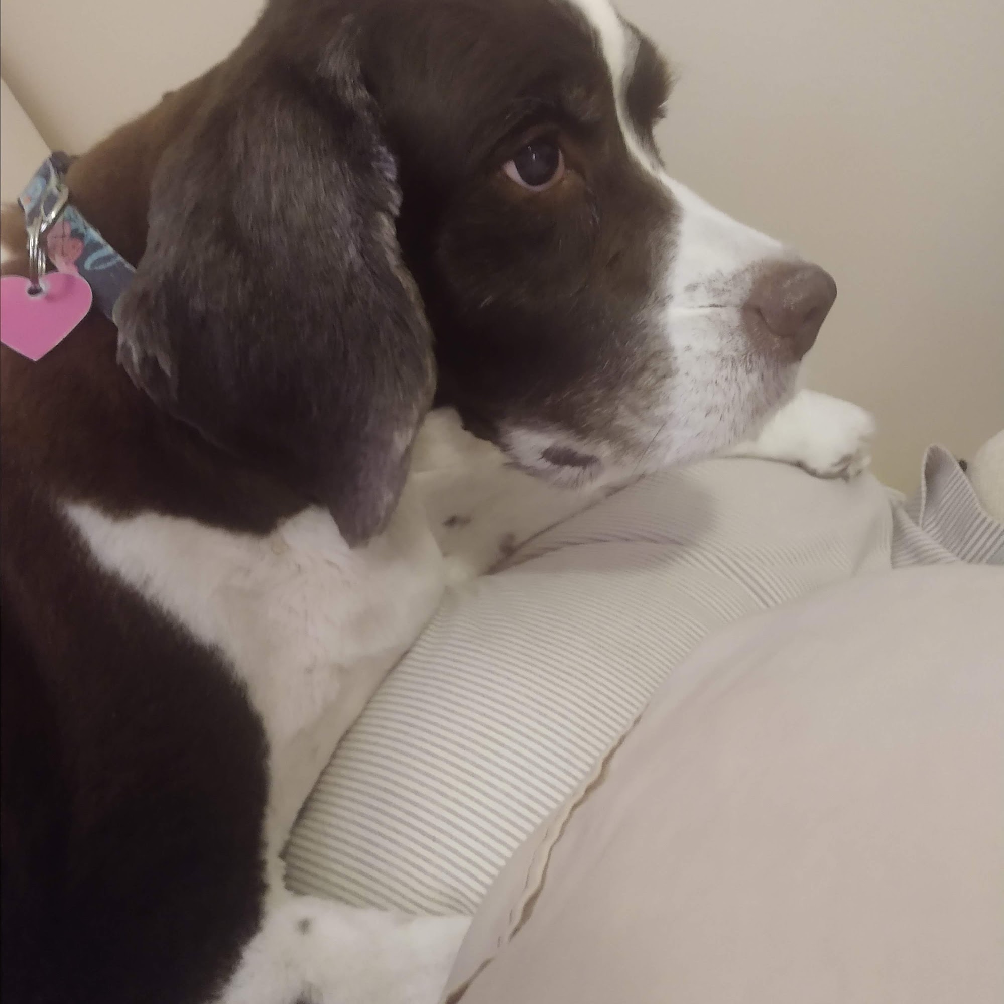 Arborview Veterinary Clinic: Persia Kimber L DVM Lapeer