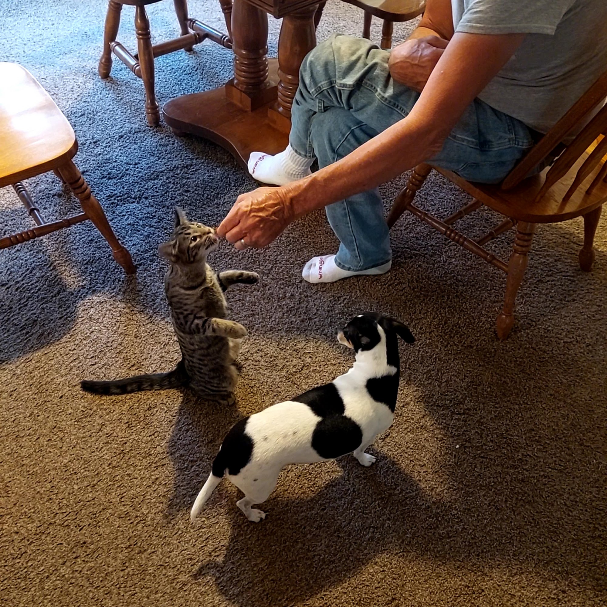 Thorpe Animal Hospital Lapeer