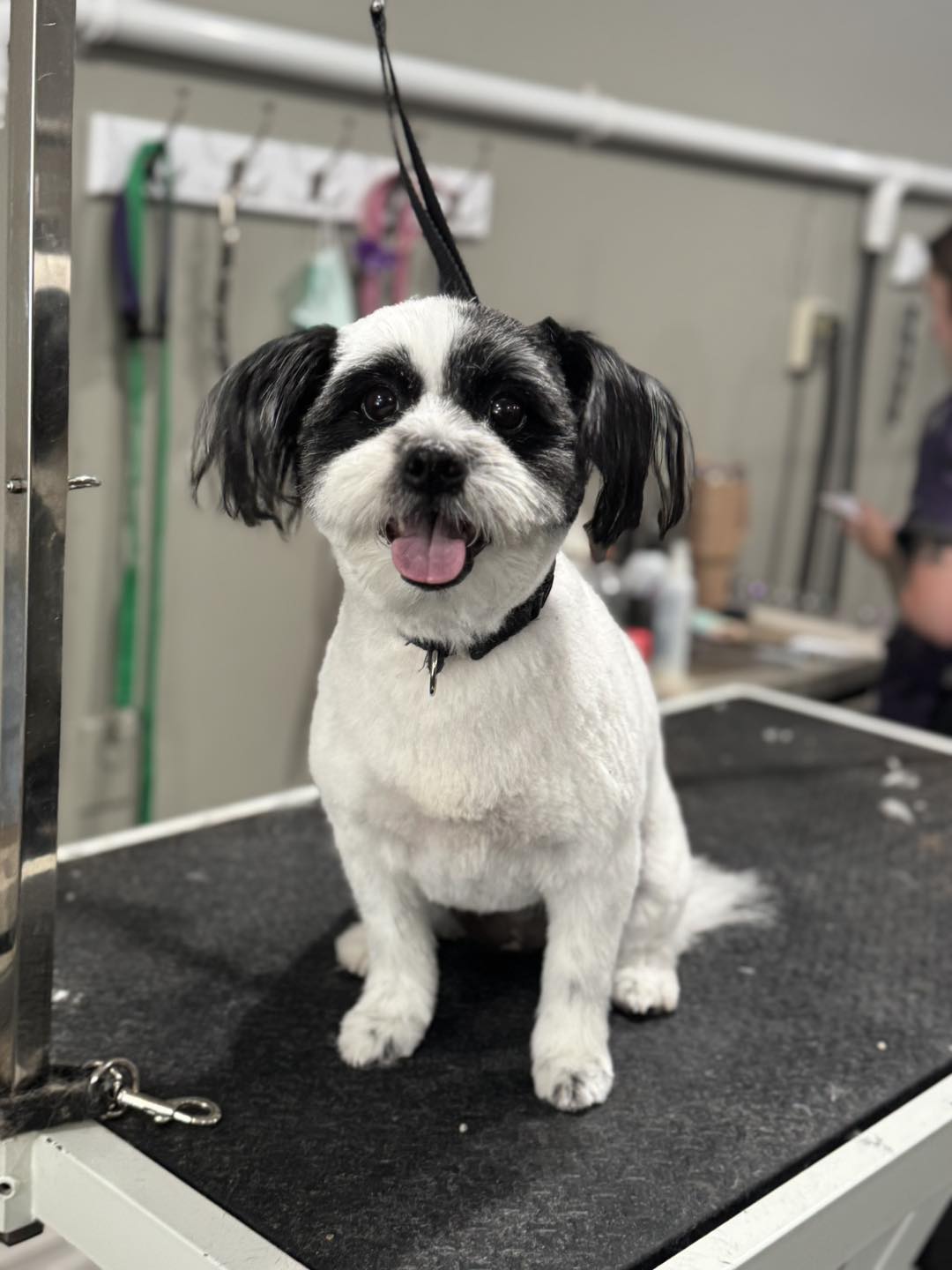 Amy's Place of Dog Grooming Lapeer