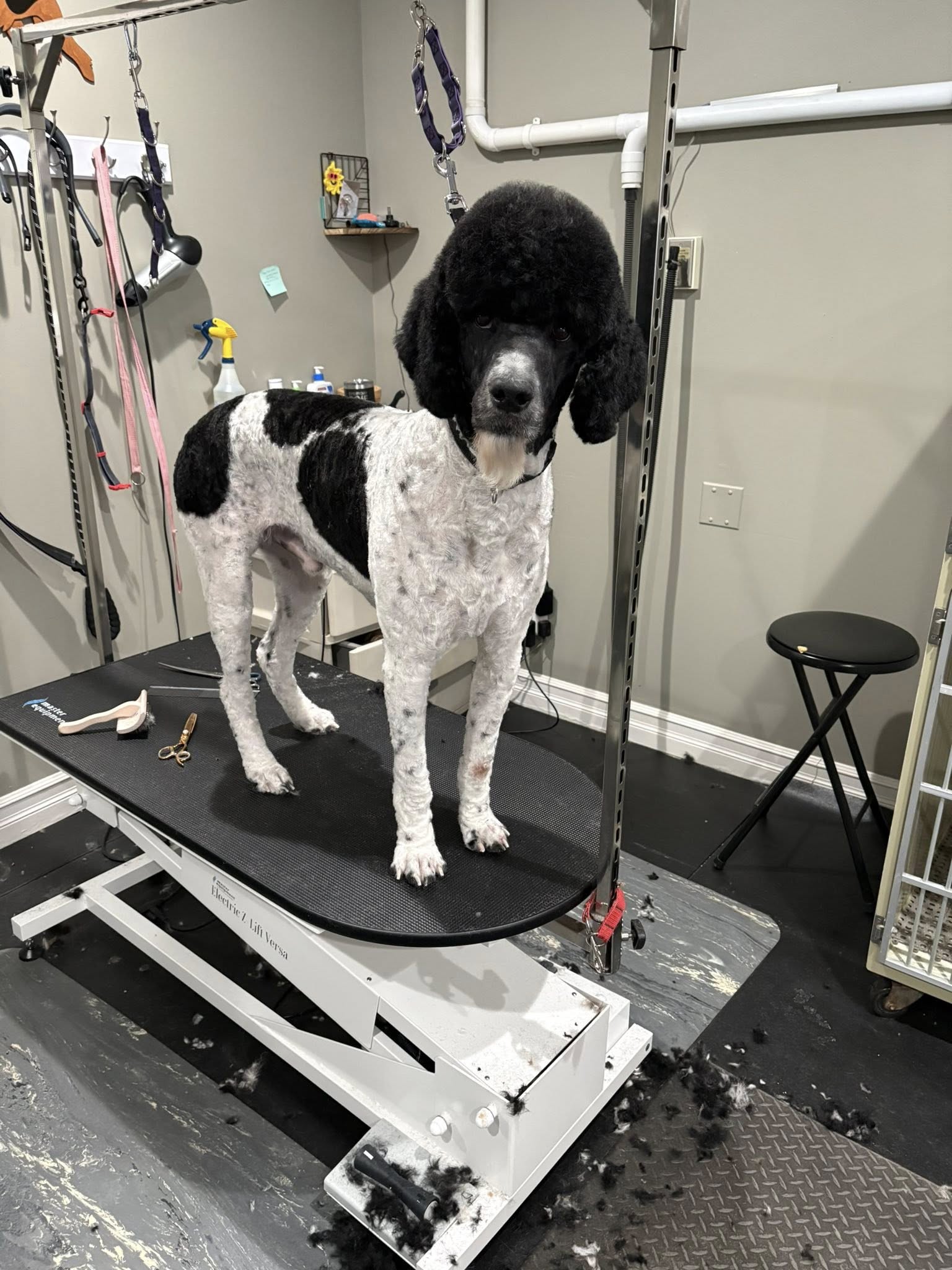 Amy's Place of Dog Grooming Lapeer