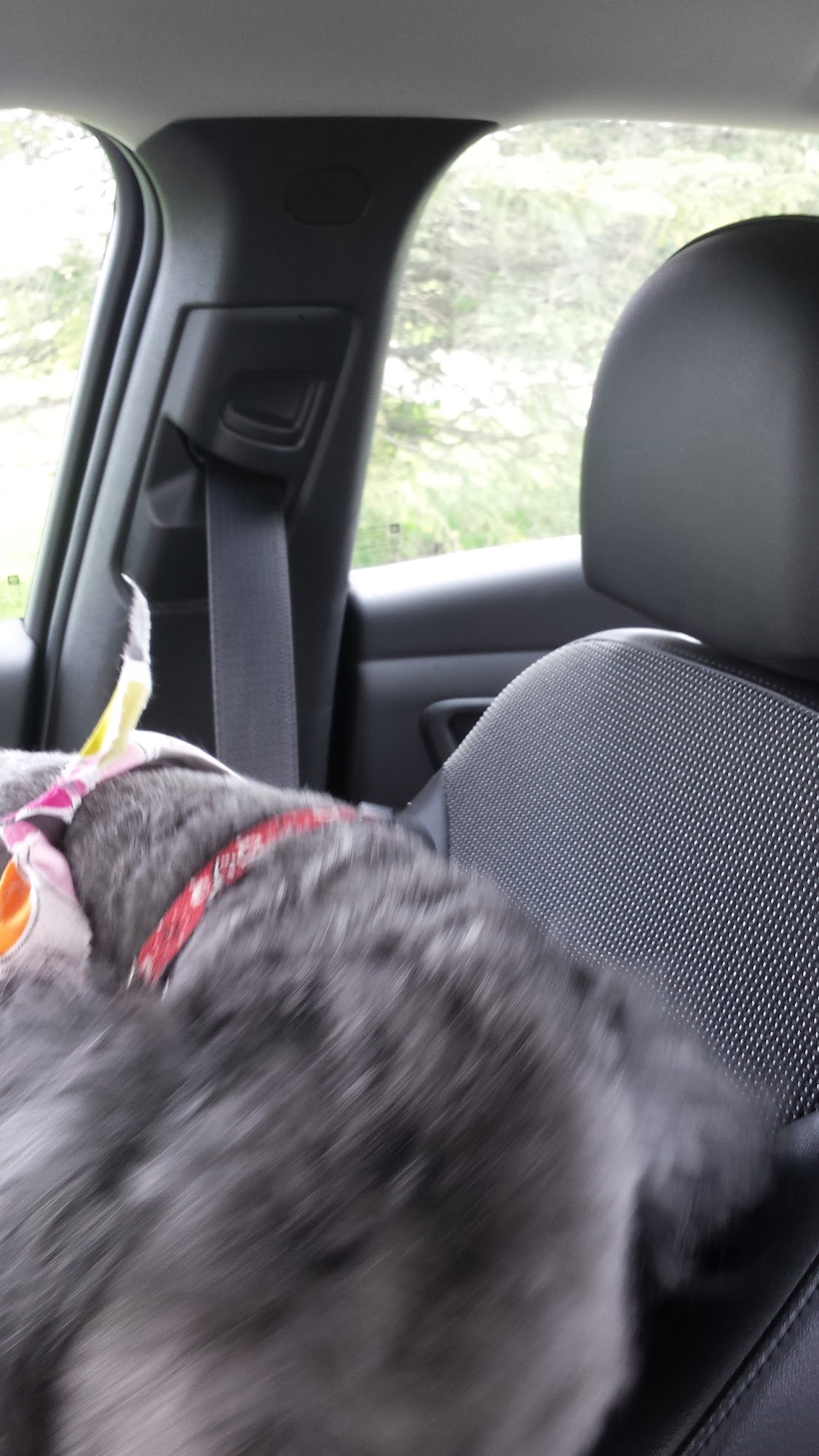 Rufffcuts LLC Lapeer