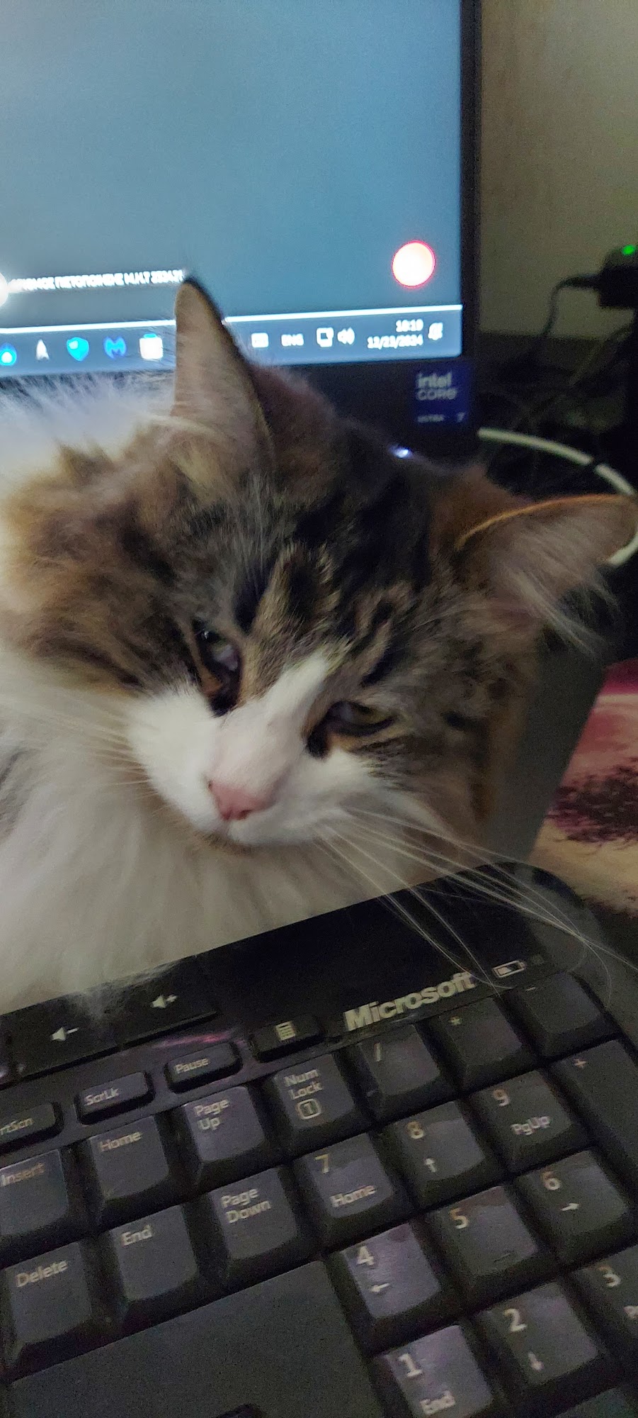 Paradise Animal Rescue Lapeer