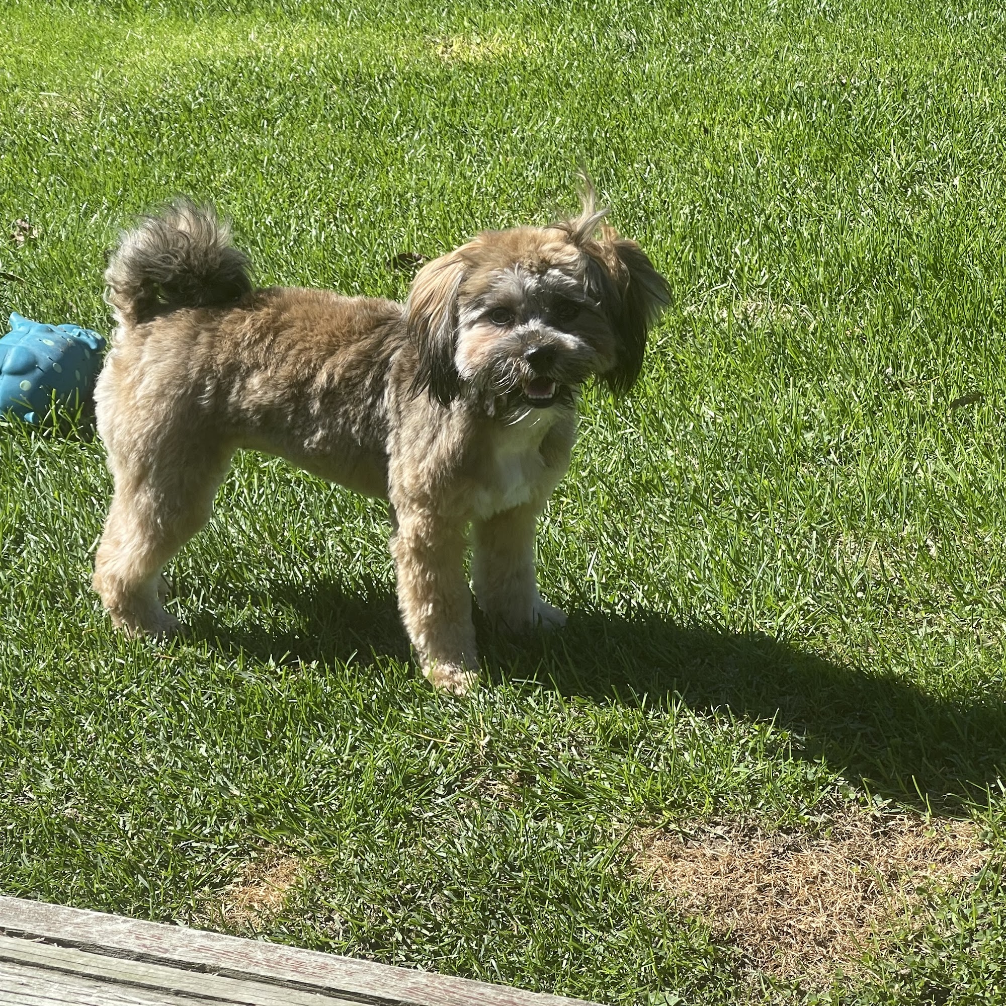 K C's Pet Grooming Lexington