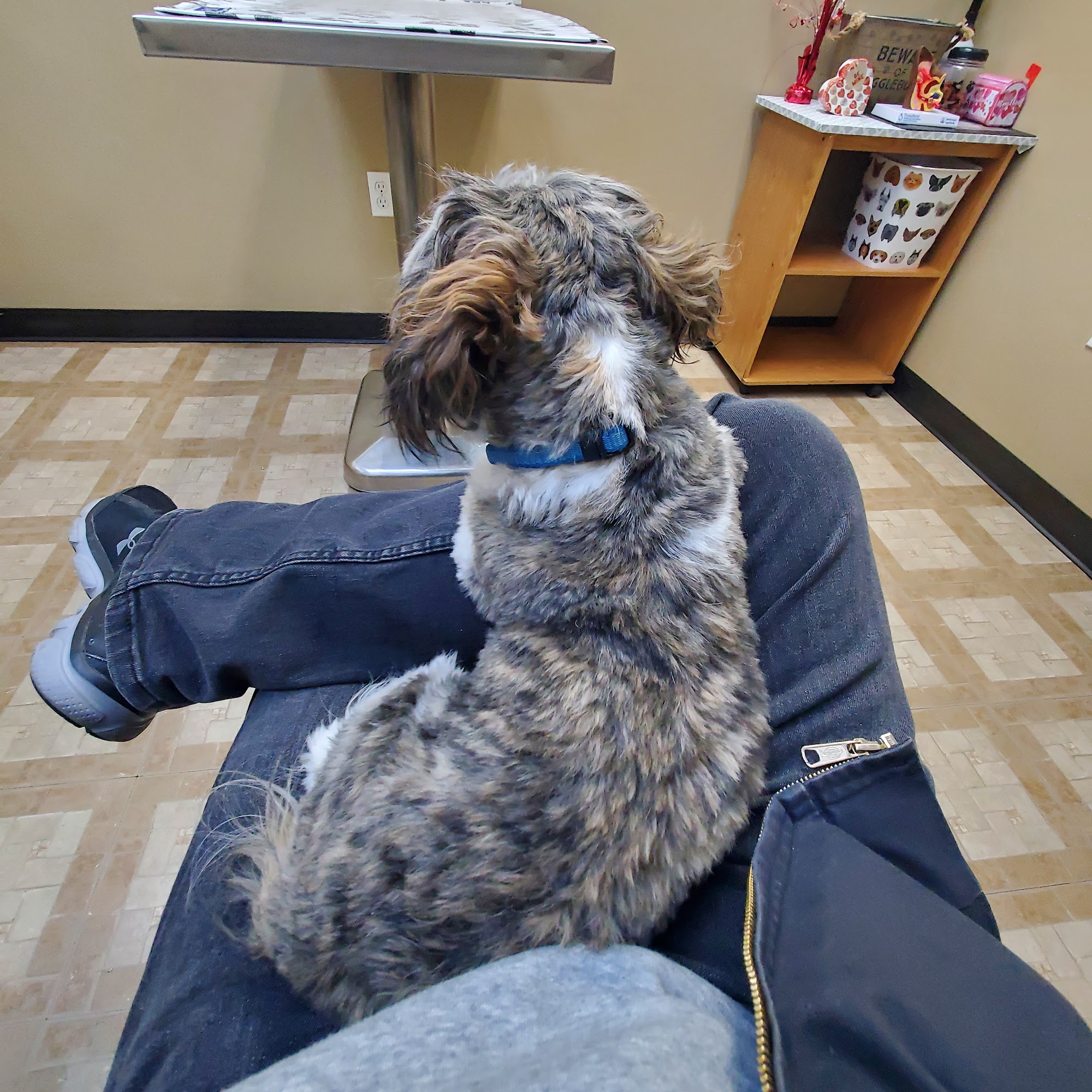 Pet Care Clinic Lincoln Park