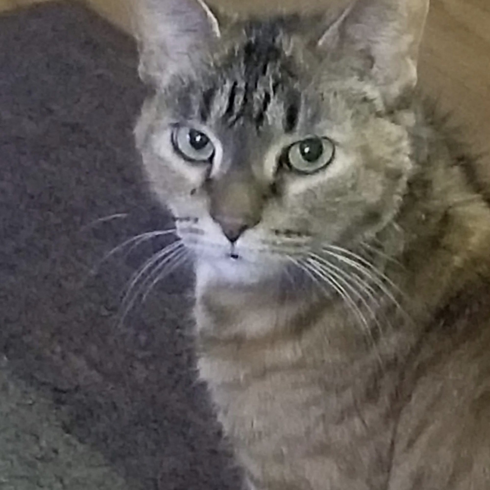 Dix Animal Hospital Lincoln Park