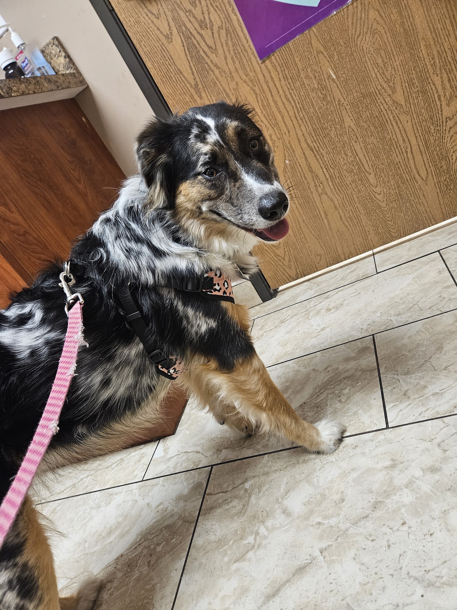 Dix Animal Hospital Lincoln Park