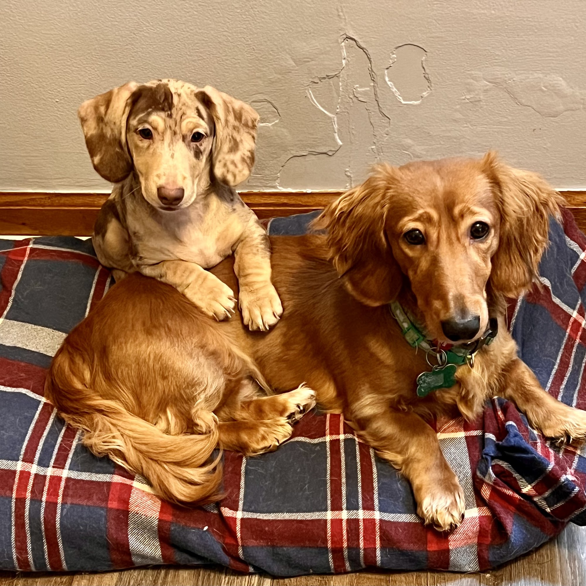 GypsyDox Miniature Dachshunds Lincoln Park