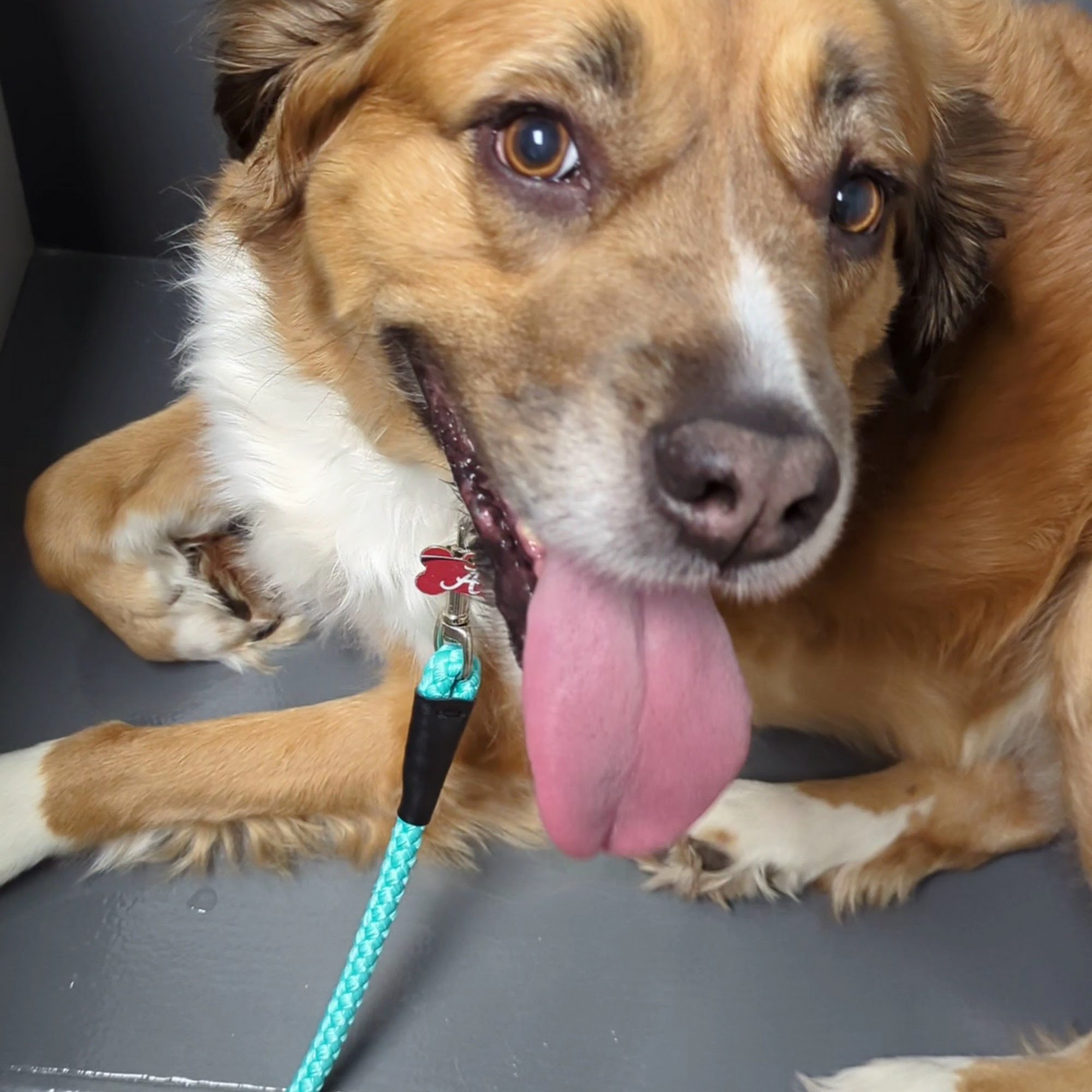 Companion Animal Hospital Linden