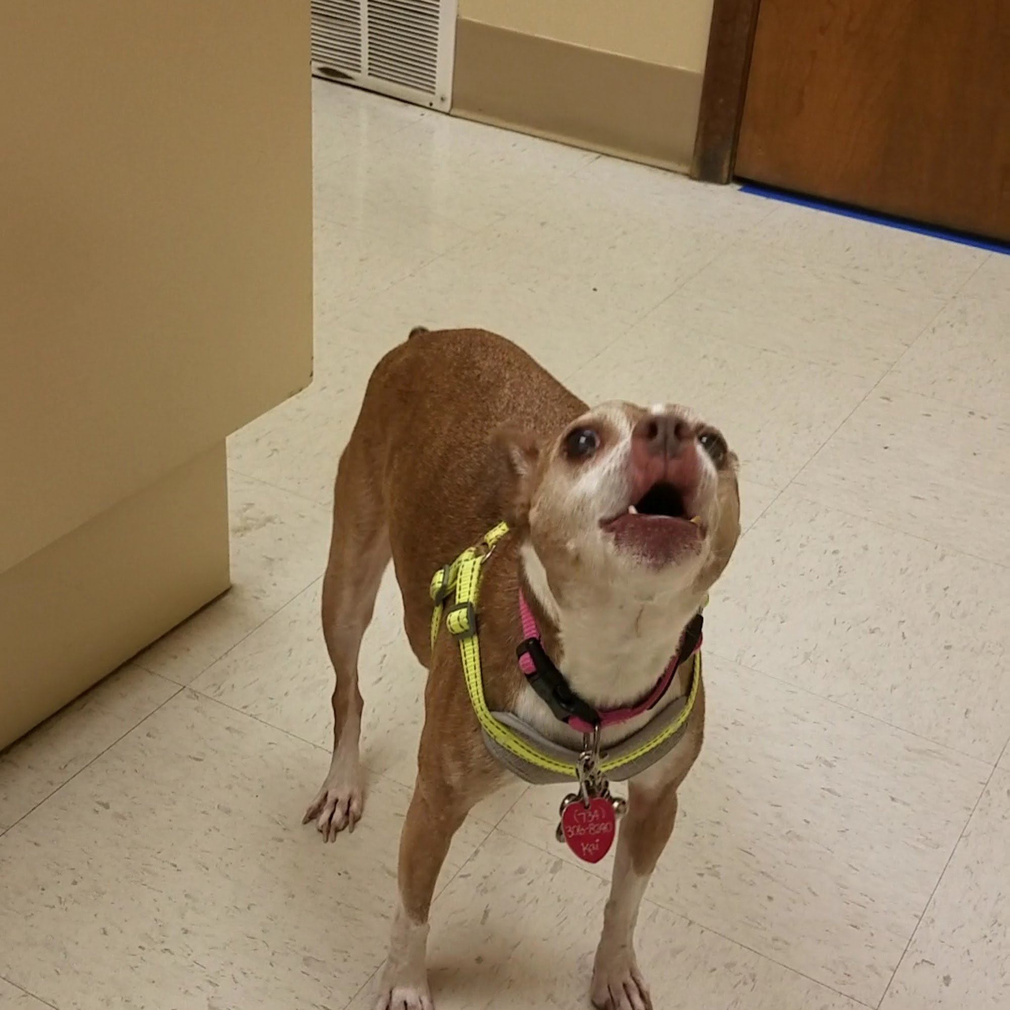 D'Adamo Veterinary Hospital Livonia