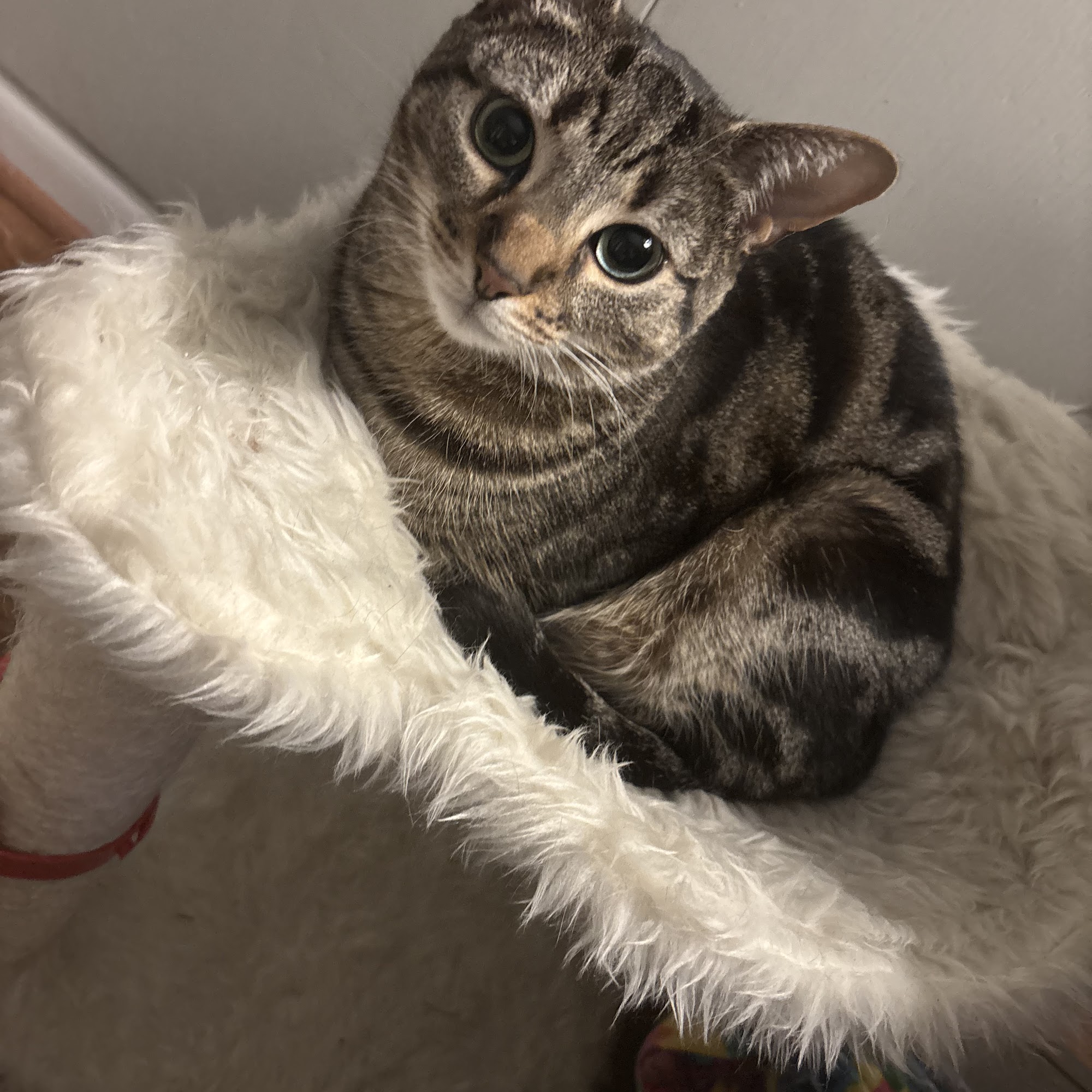 Strong Village Veterinary Center Livonia