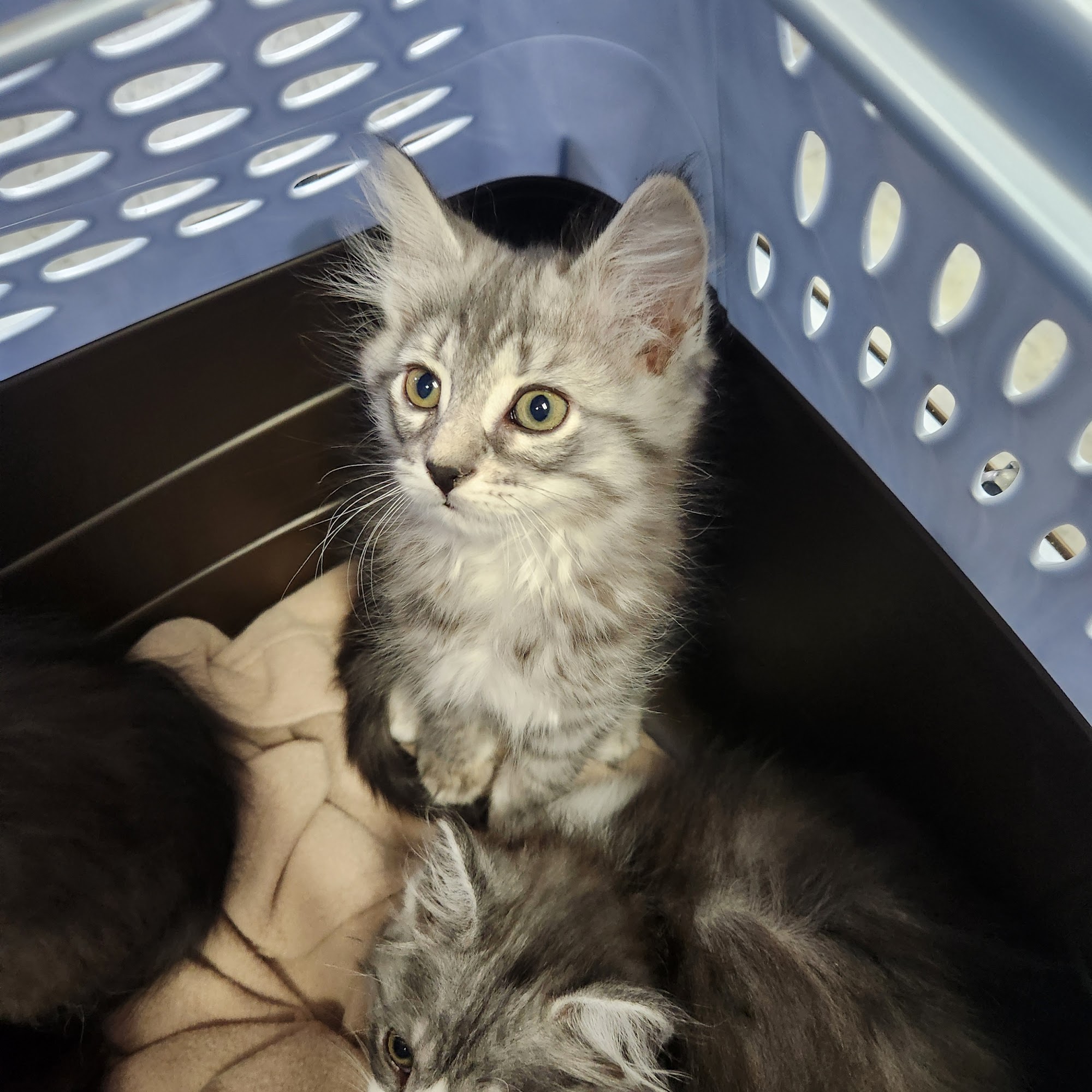 Tail Waggers 1990 Livonia