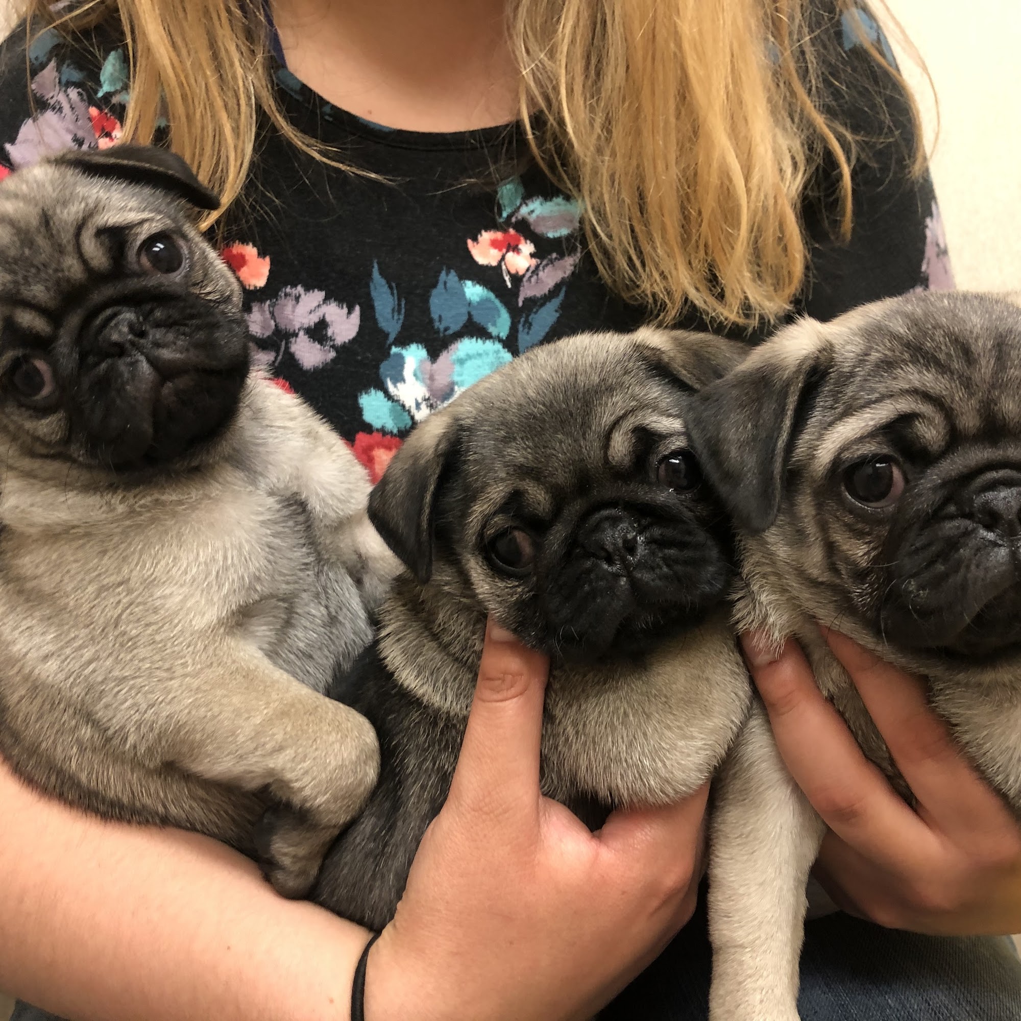 Allen Animal Hospital Livonia