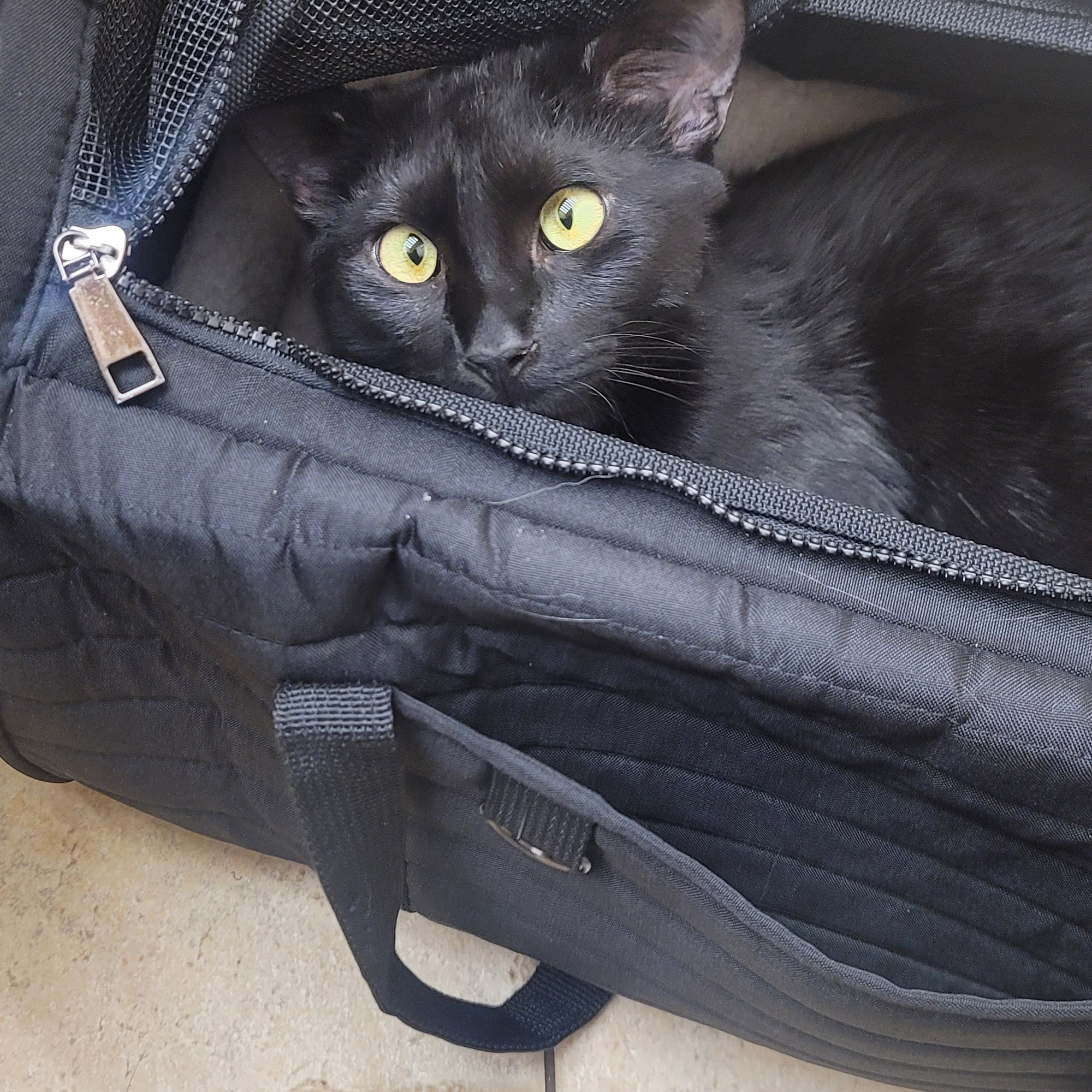 Bloom Allergy, Skin & Ear Clinic Livonia