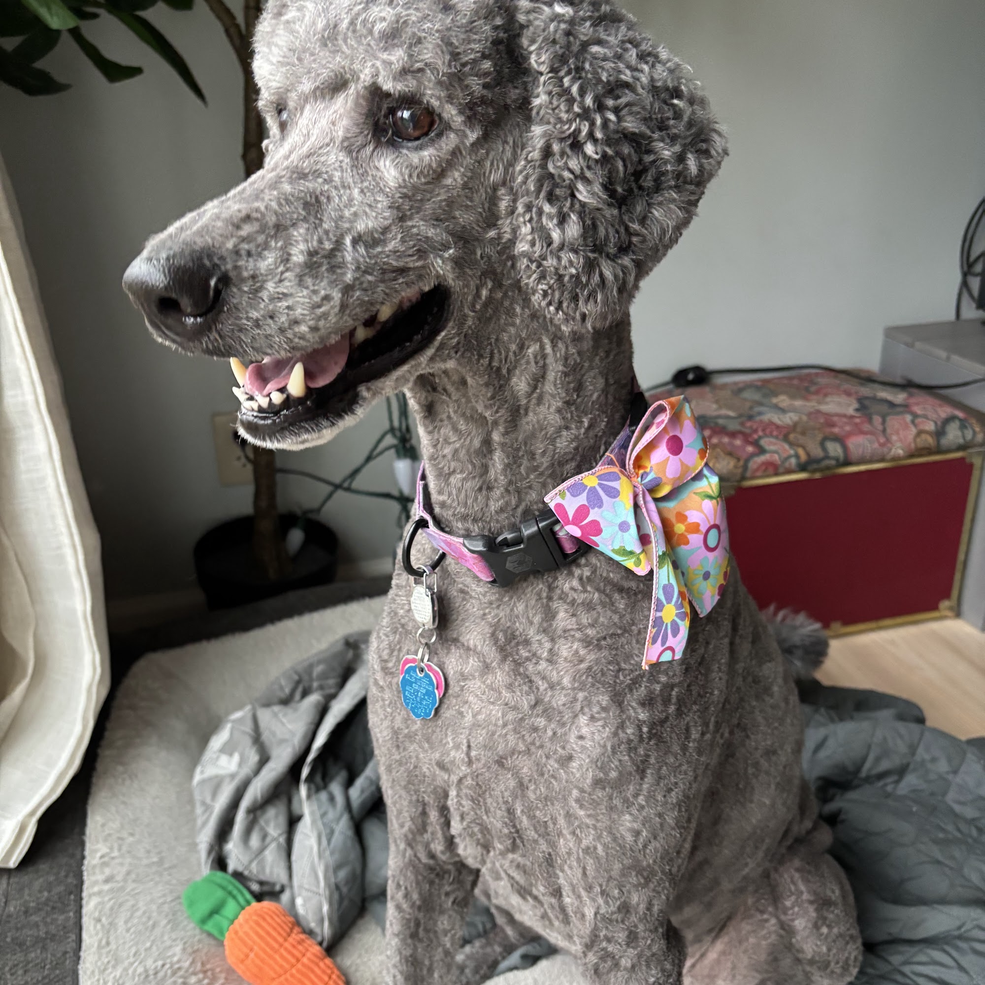 Groomingdales Livonia