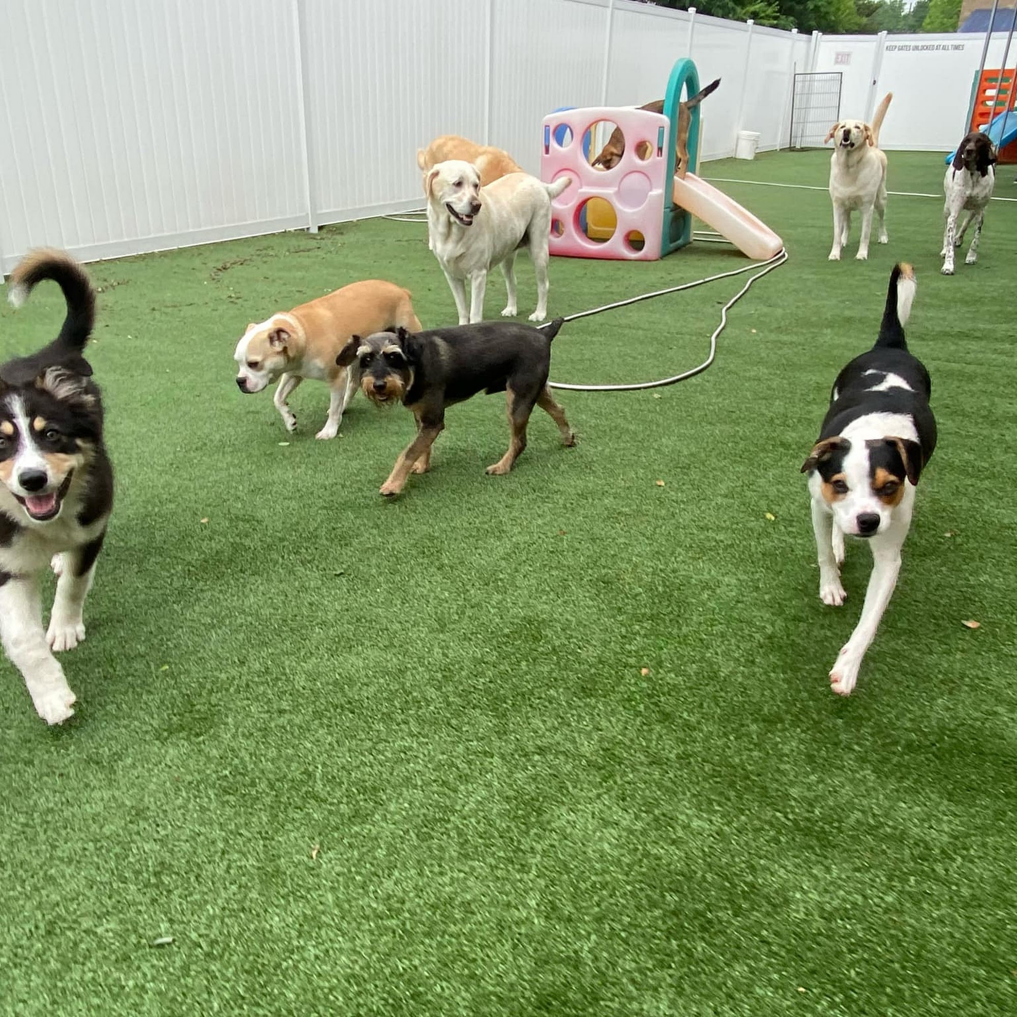 4 Legged Friends Pet Lodging and Daycare Livonia
