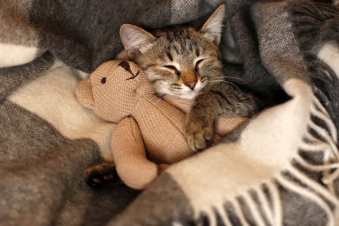 Sheehy Animal Hospital Livonia