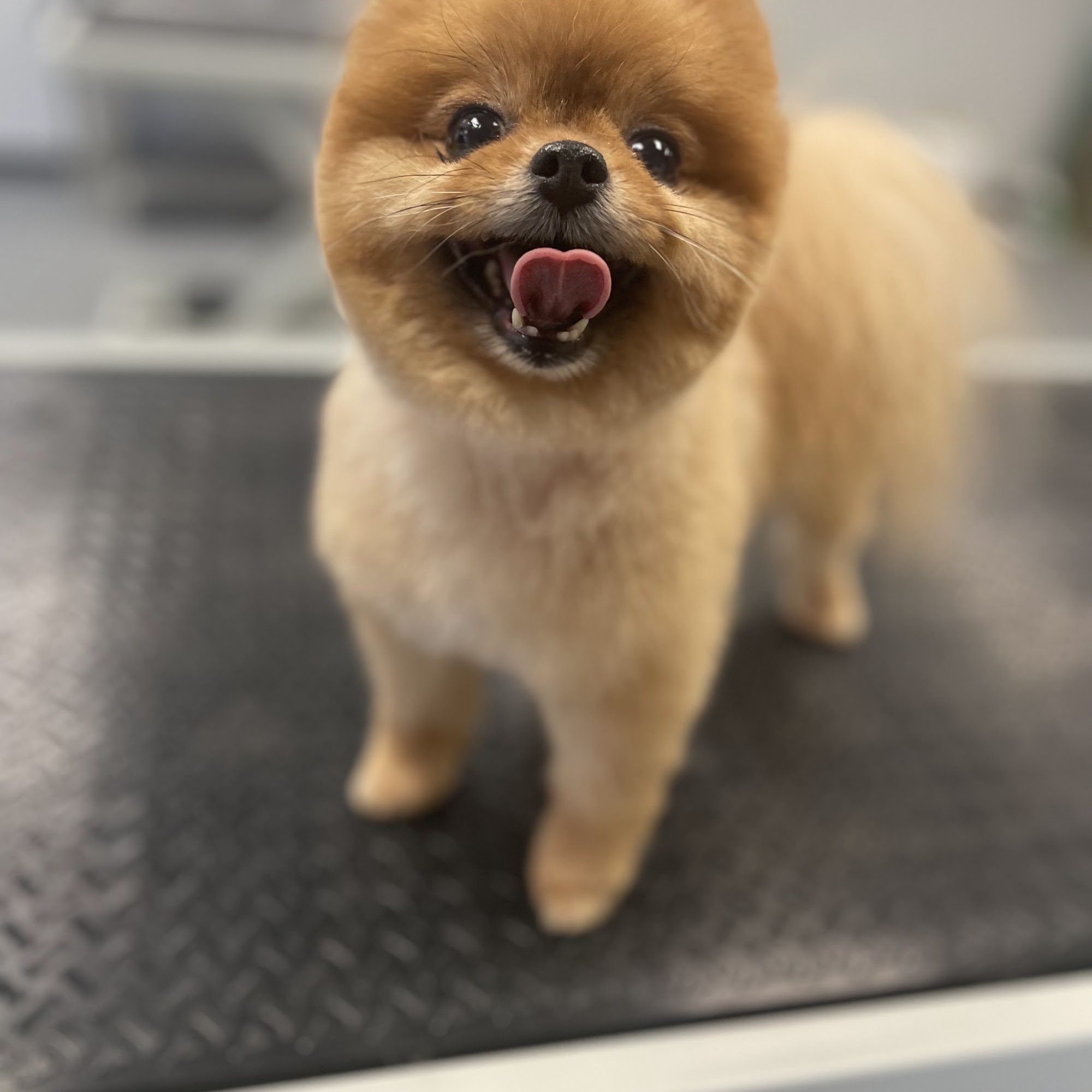 Special Touch Pet Salon Livonia