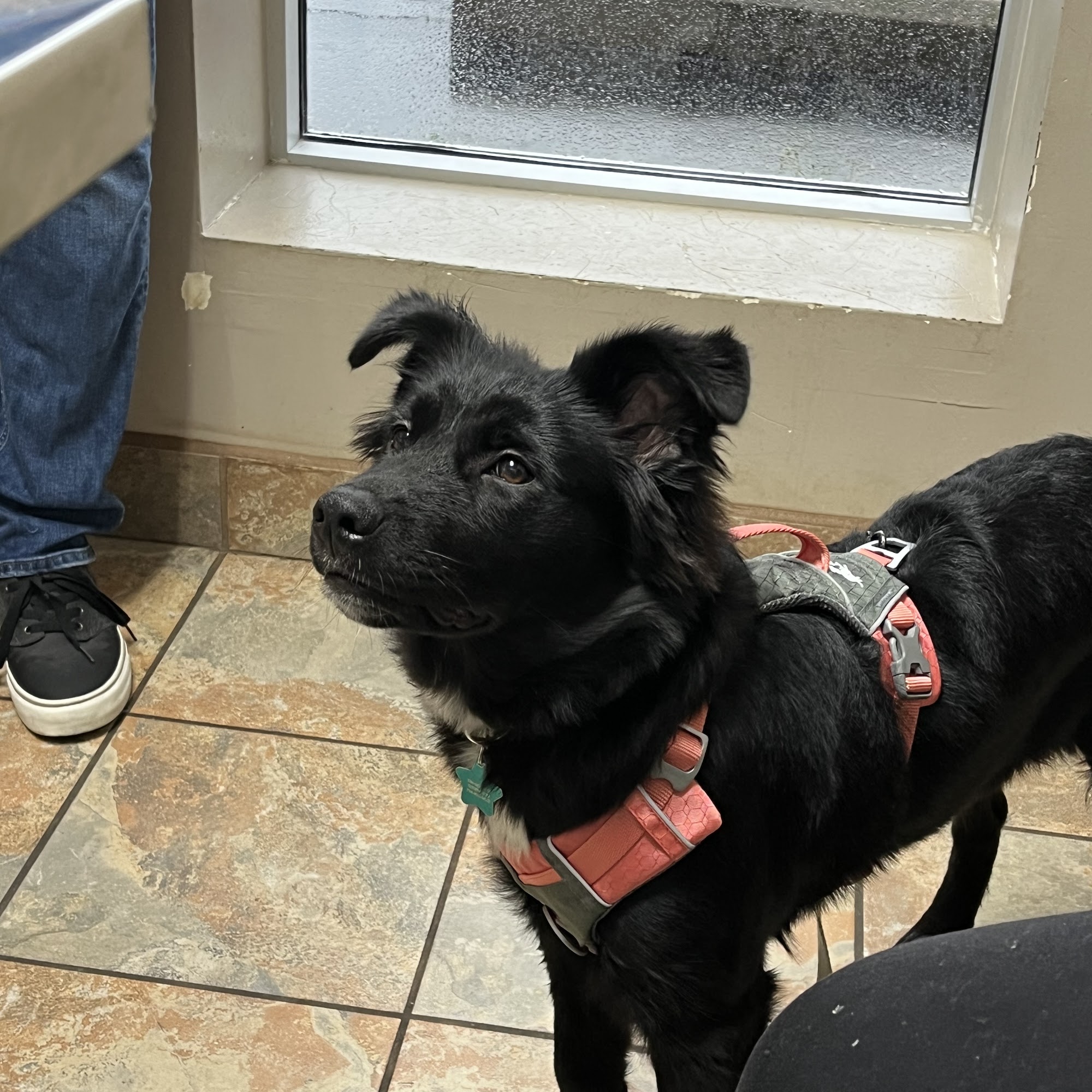 A-Quality Care Veterinary Hospital Livonia